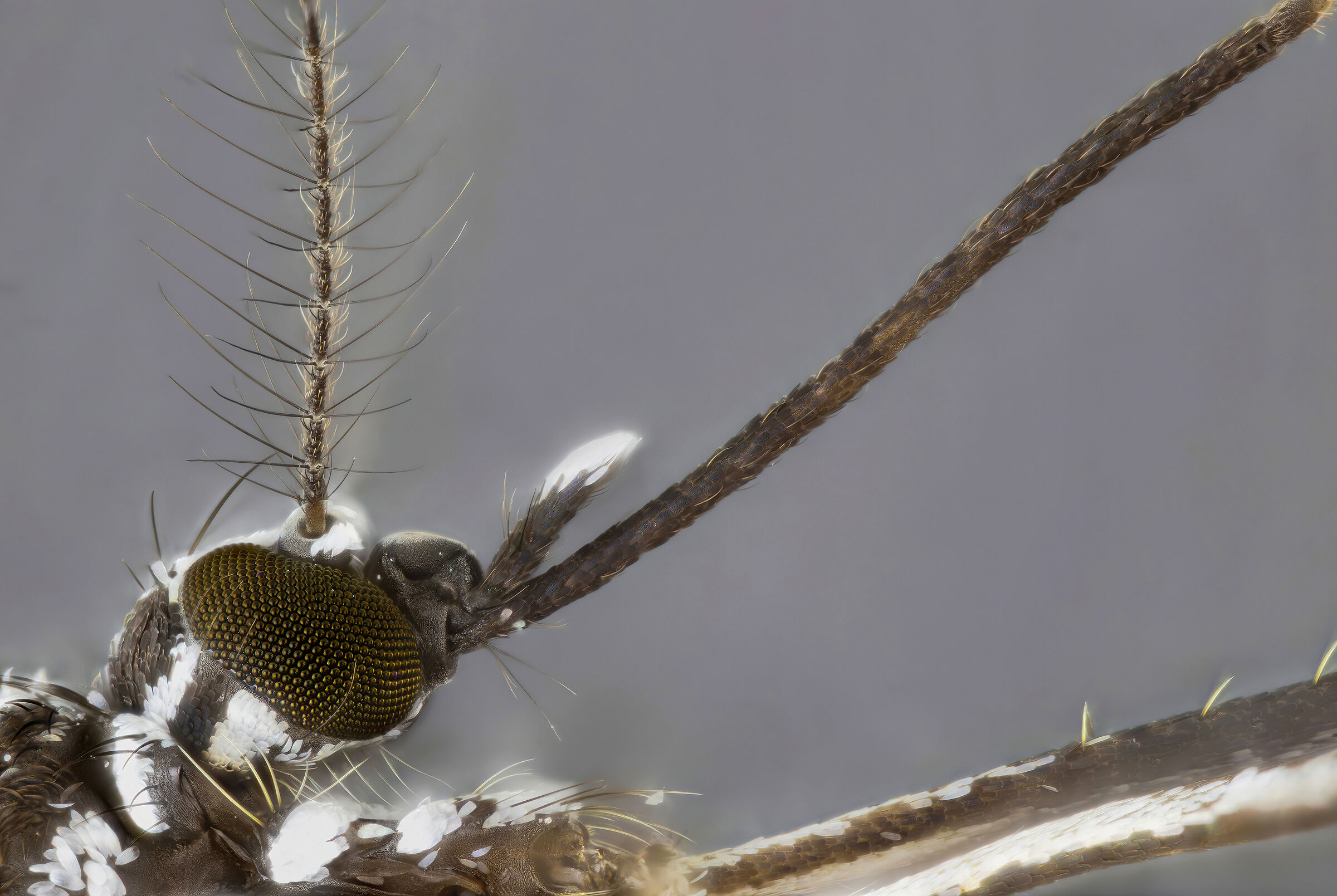 Tiger mosquito (Aedes albopictus)