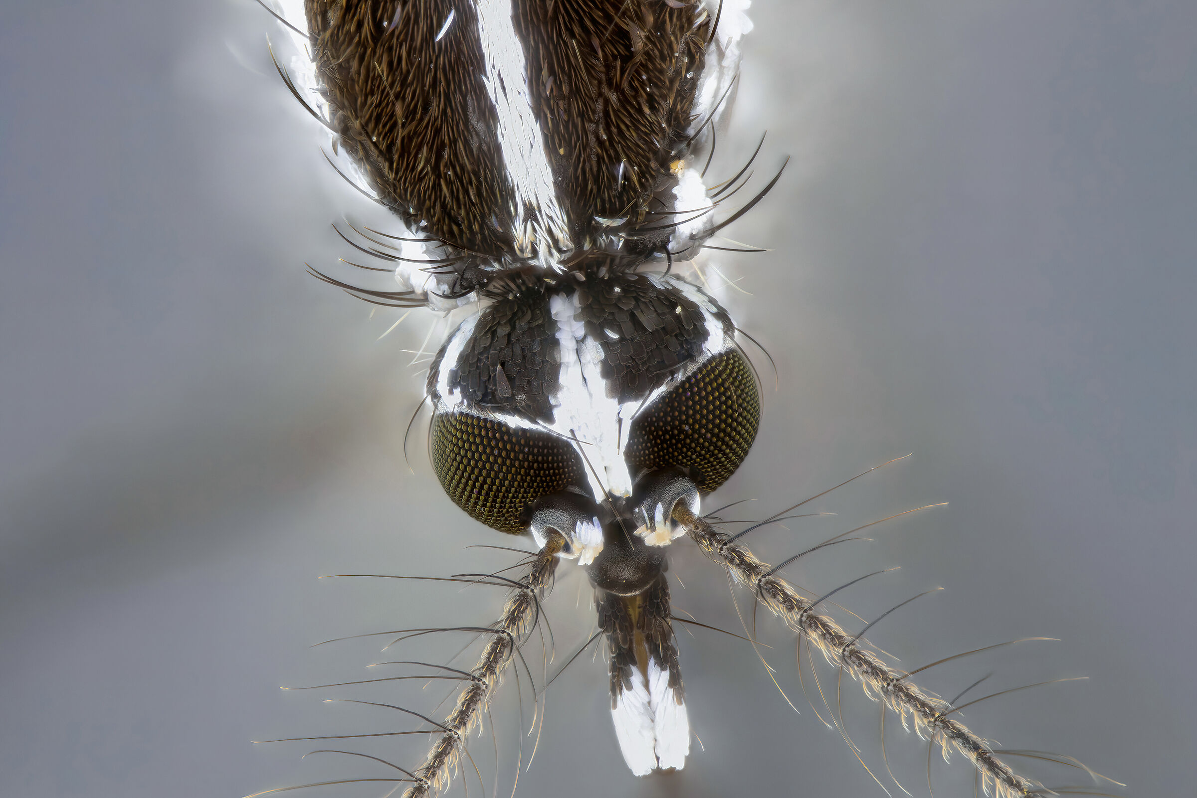 Tiger mosquito (Aedes albopictus)