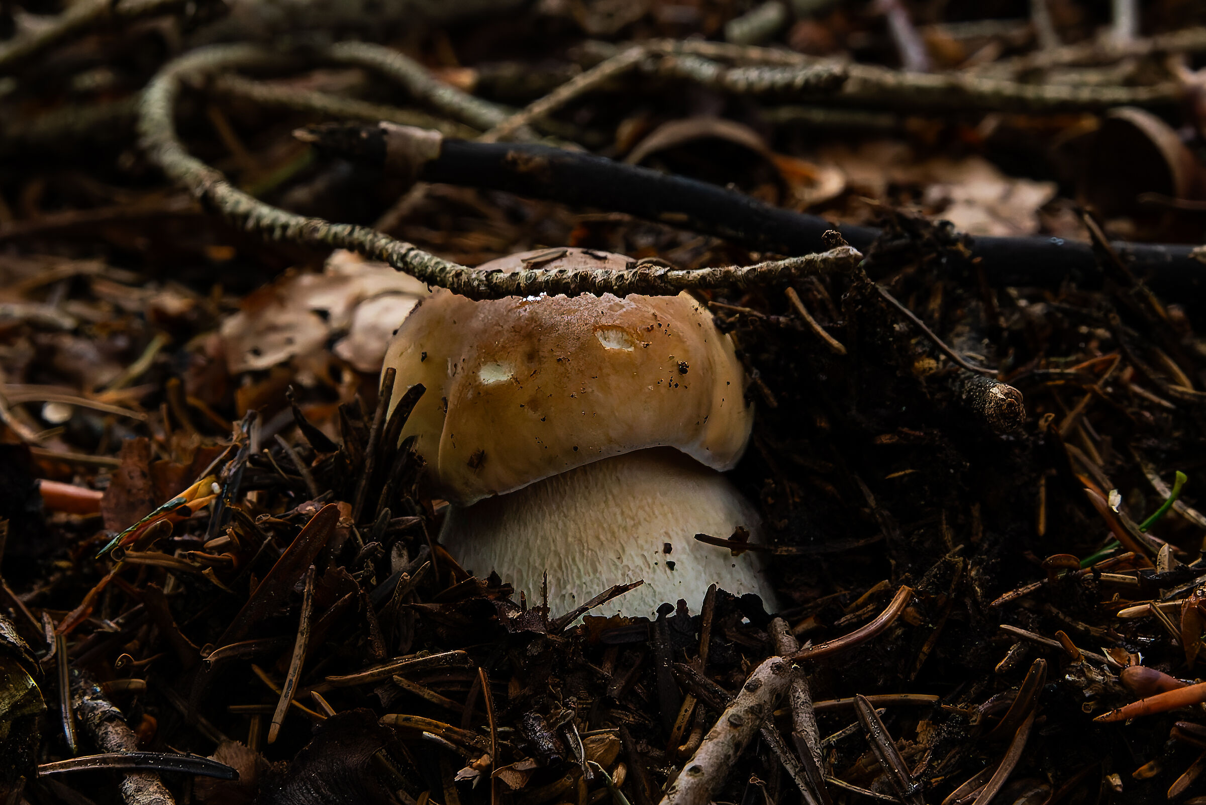 Porcini, I'm being born