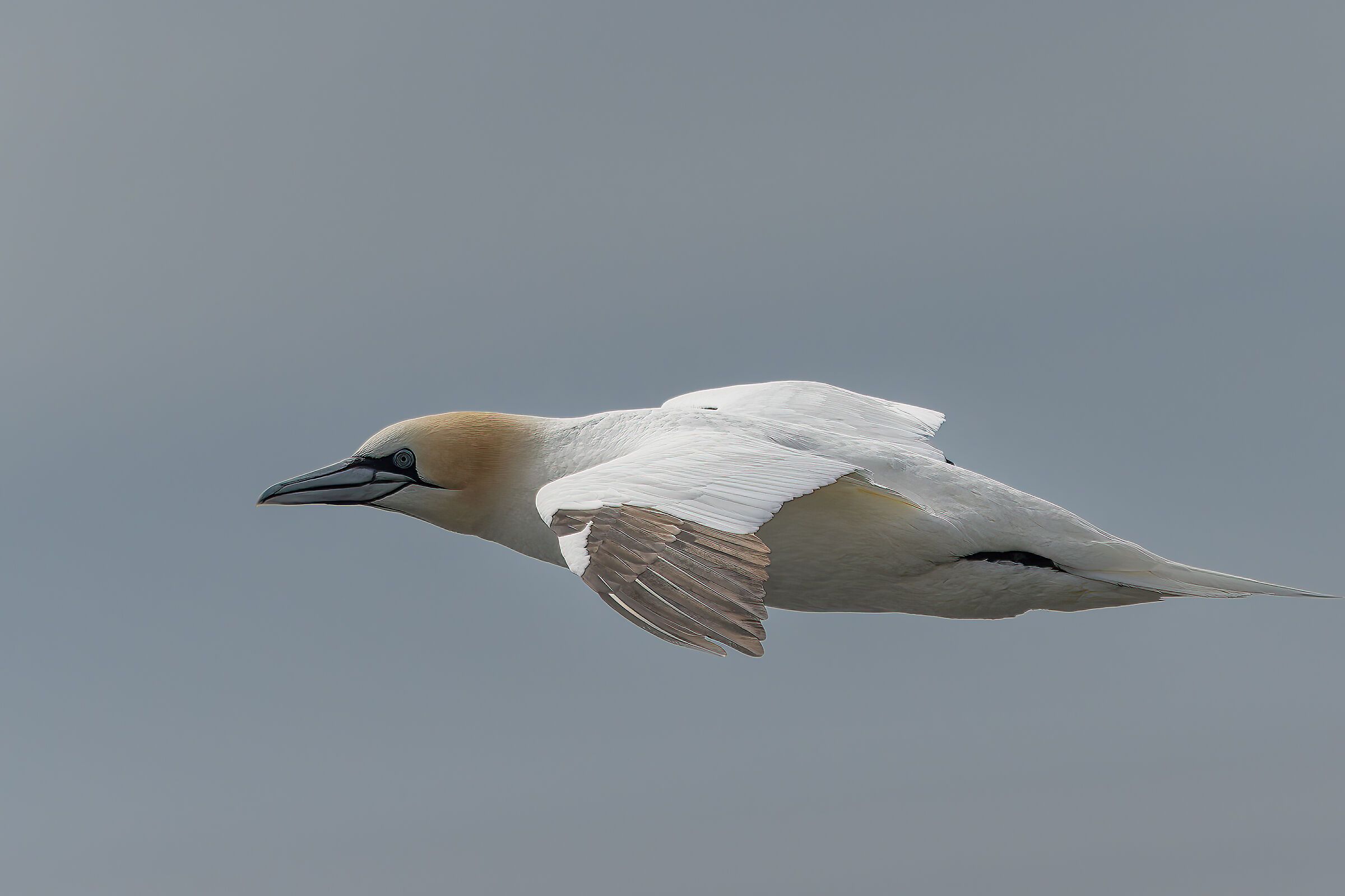 Sula , flying missile
