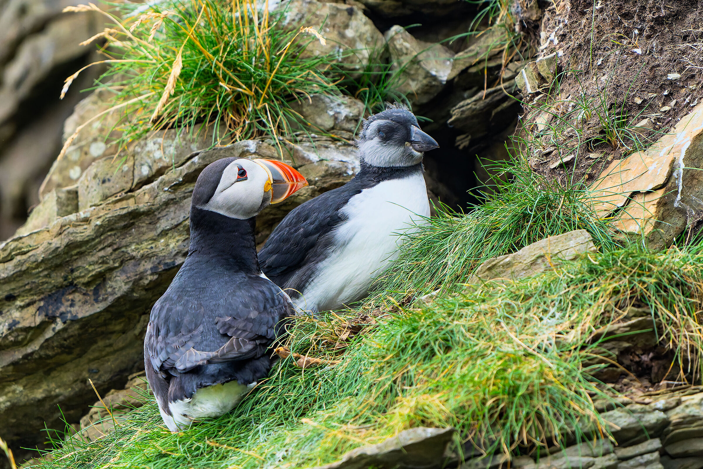 Puffin, adult and small