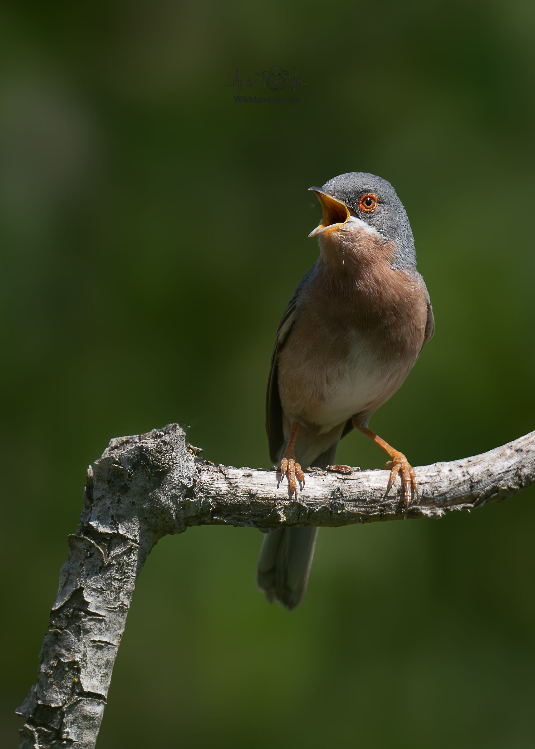 Subalpine warbler