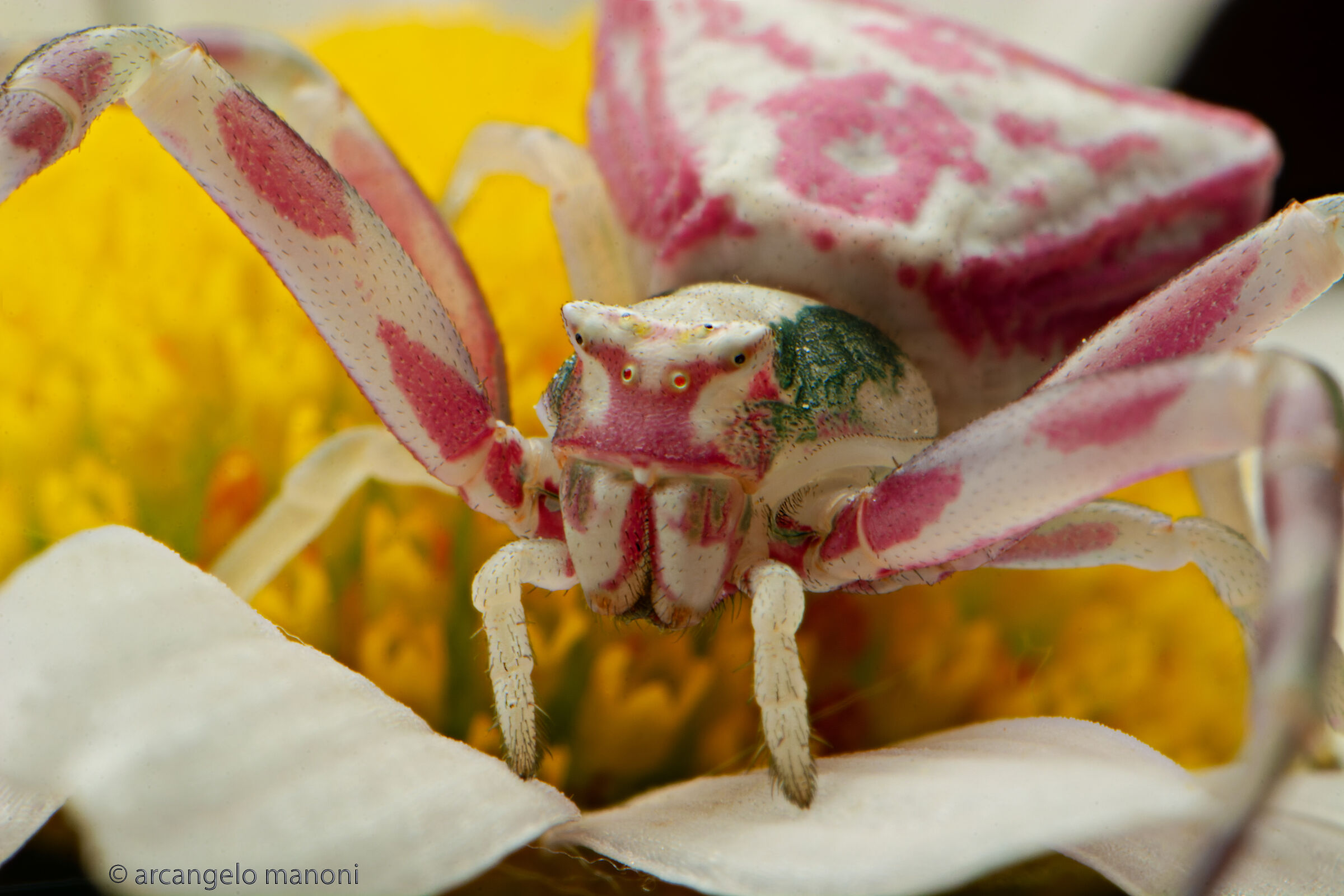 I mostri sono vicini (tomiside)