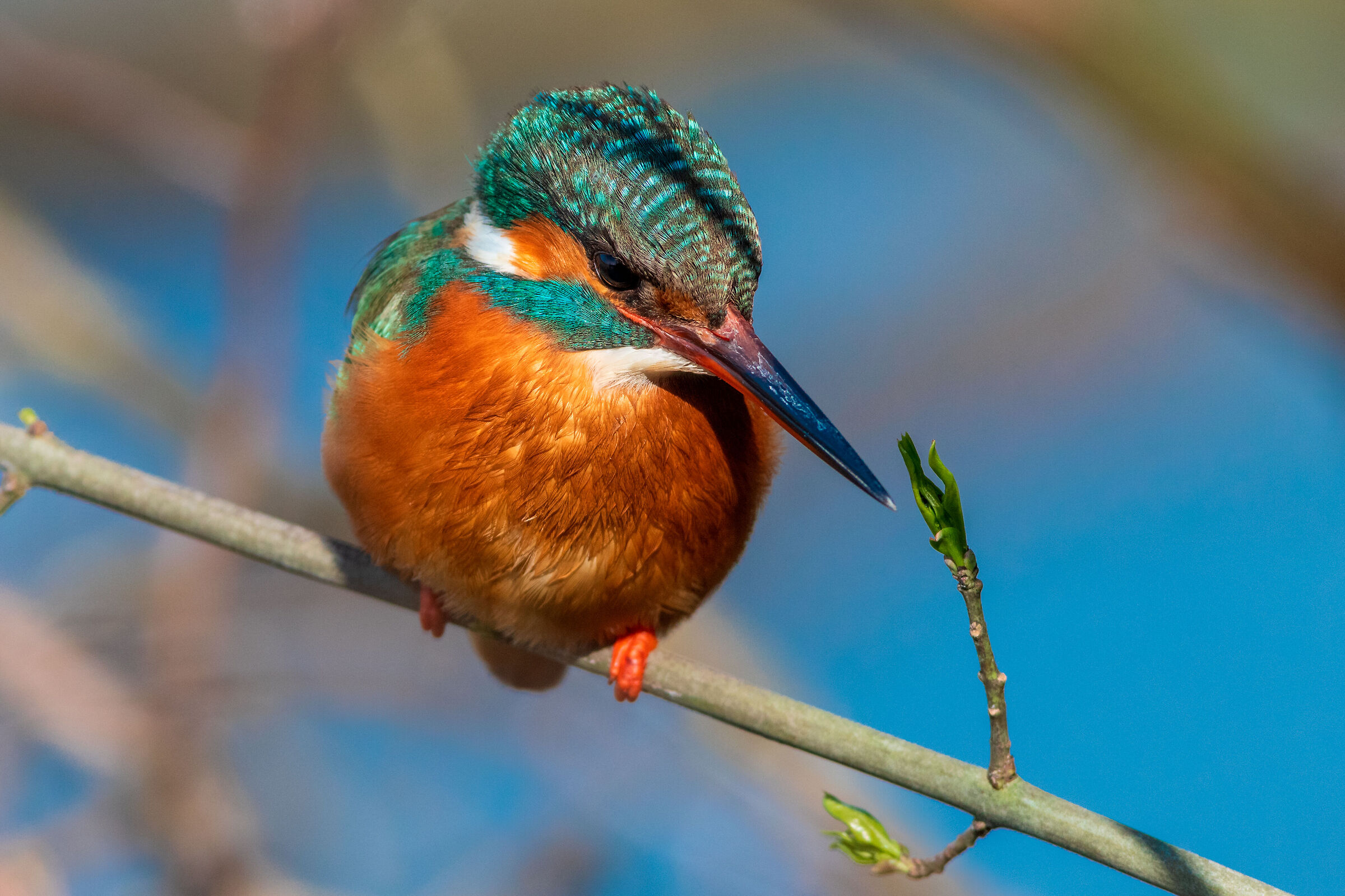 Kingfisher