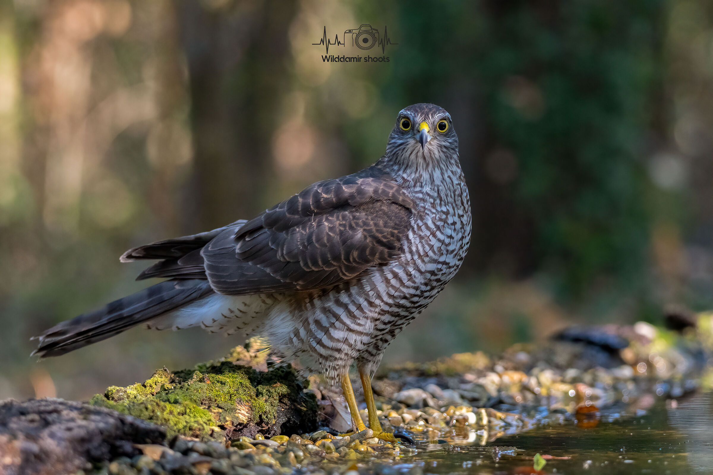 Sparrowhawk