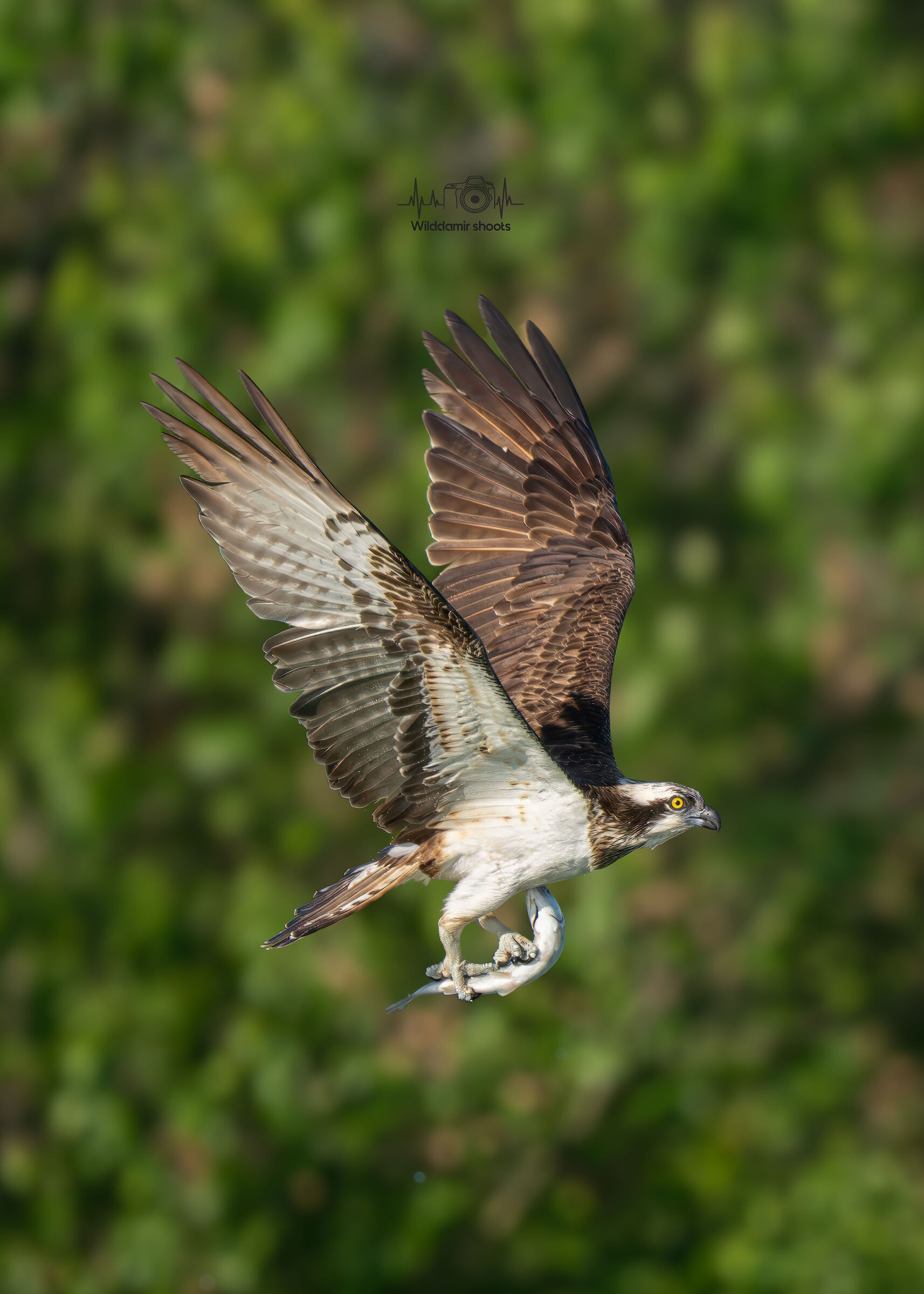 Osprey