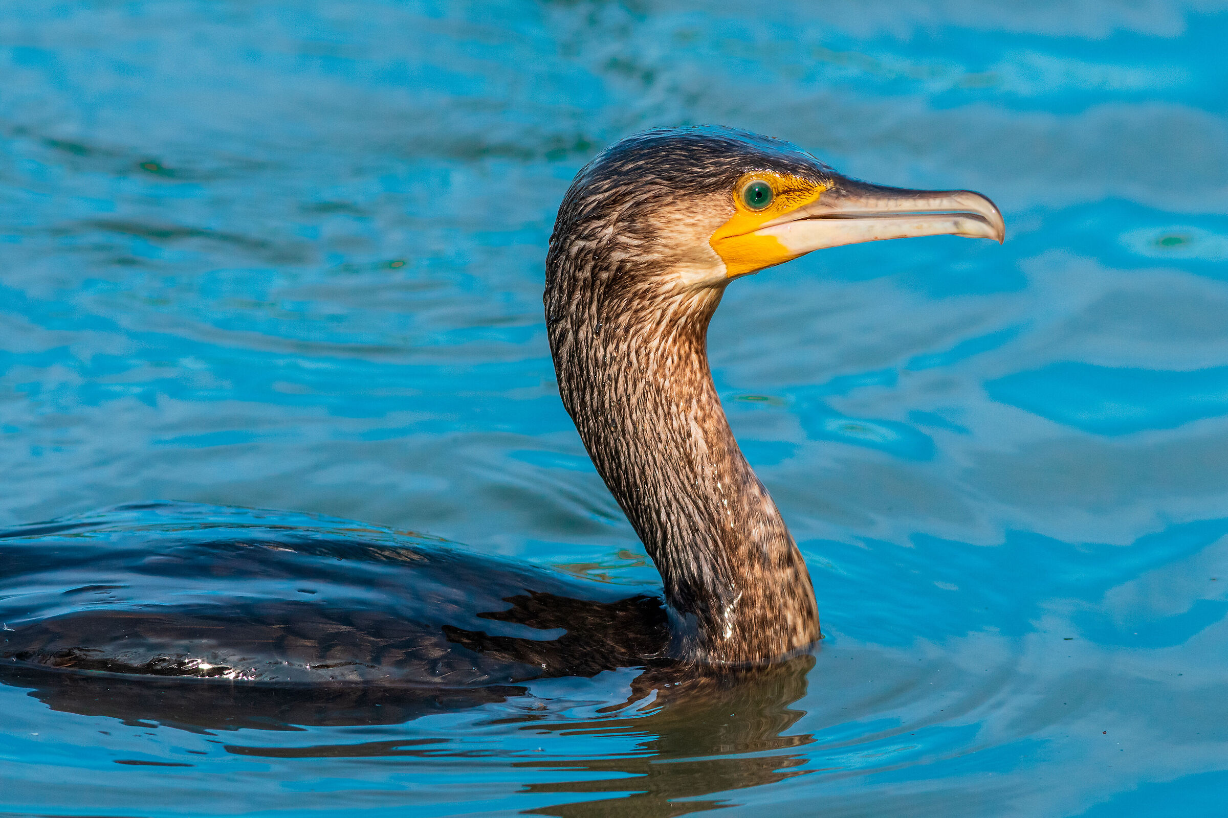 Cormorant