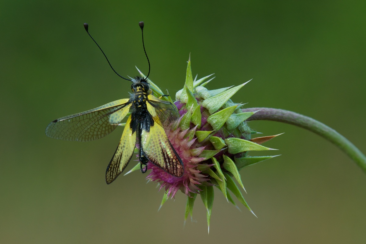 Libelloides coccajus