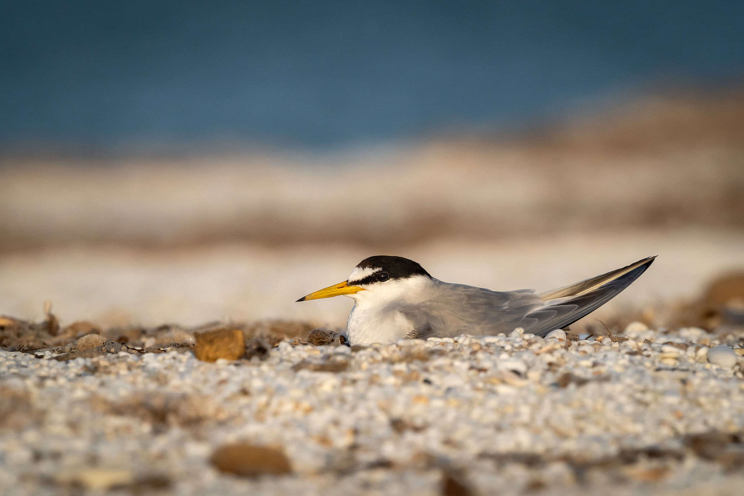 Fraticello (Sternula albifrons)