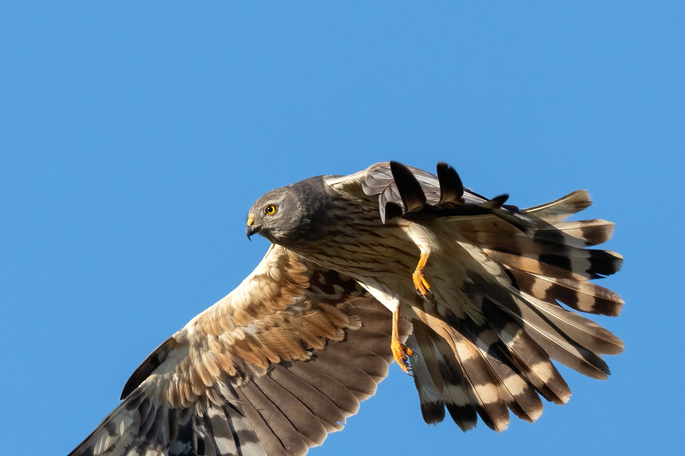 Montagu's Harrier (Circus pygargus)