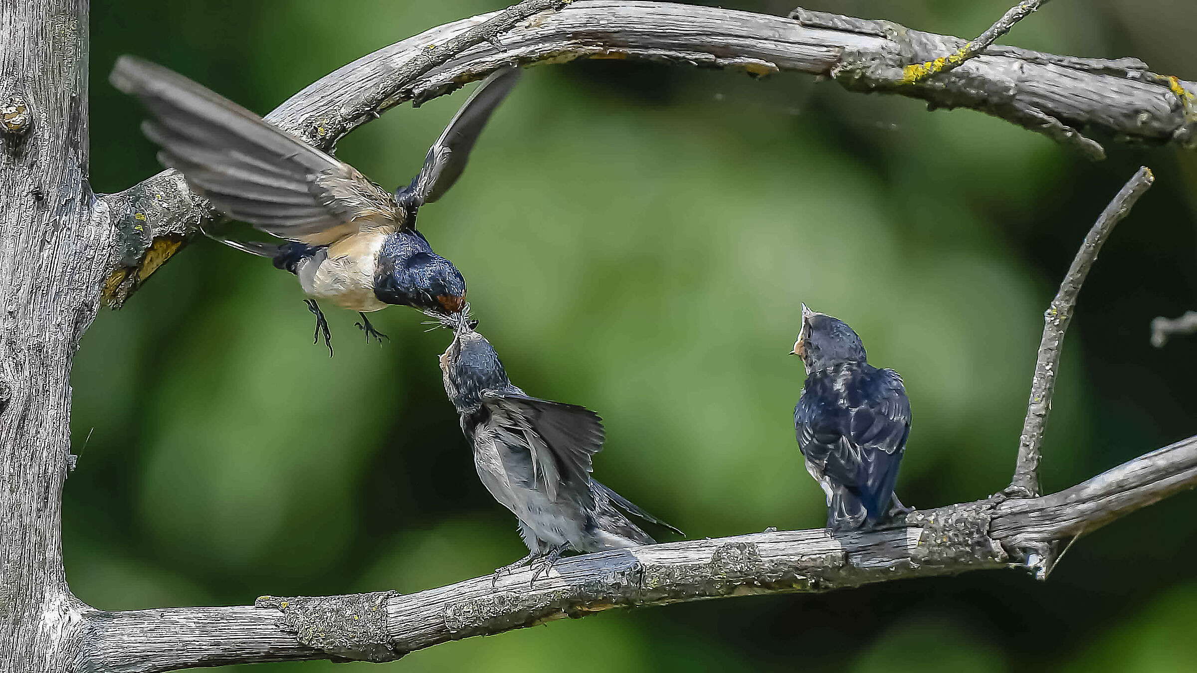 Arrivo!!!  Rondini !!
