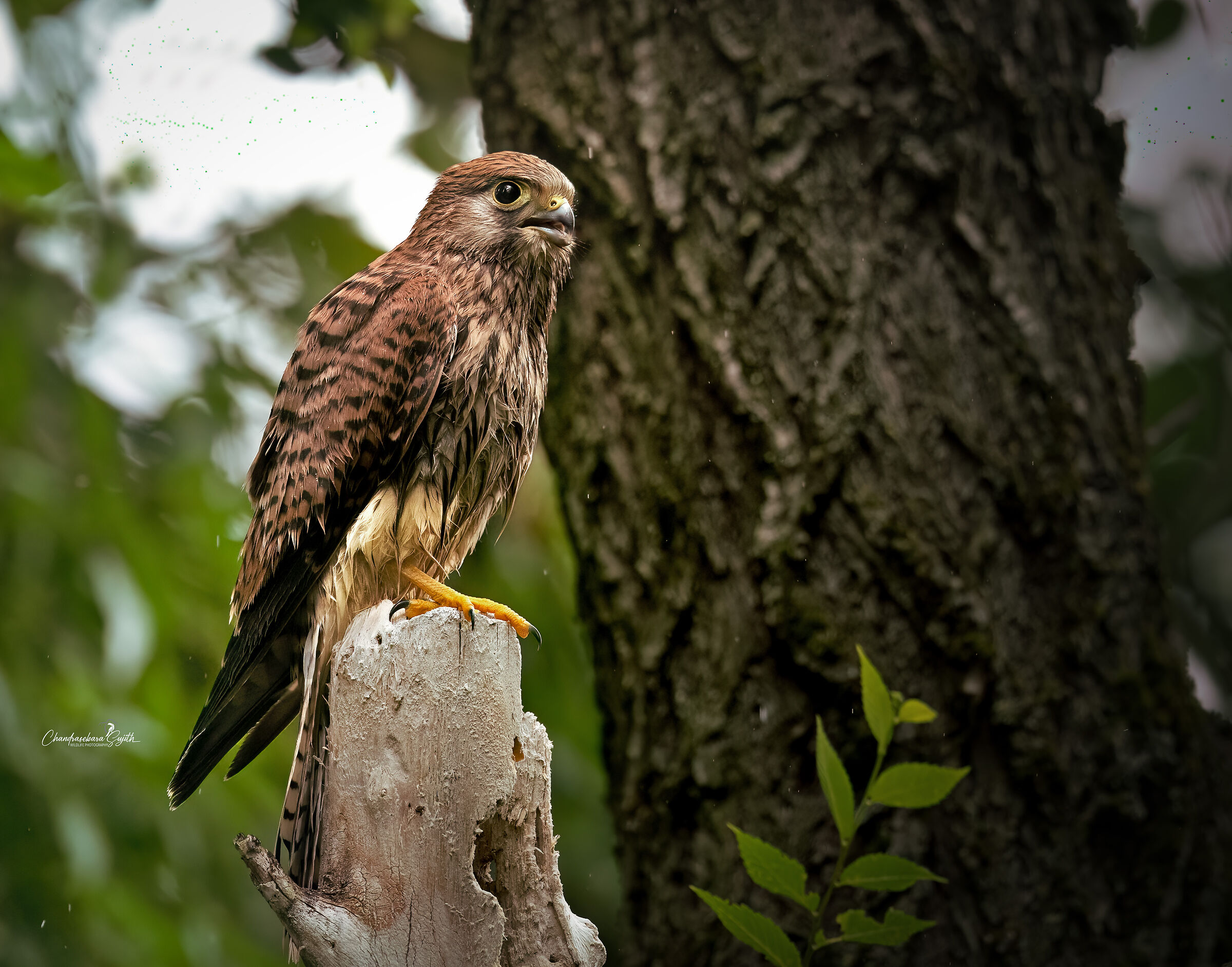 kestrel
