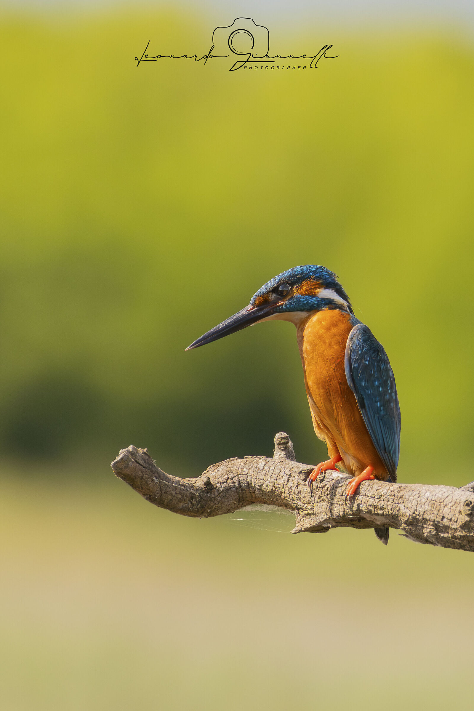Kingfisher (Alcedo atthis)