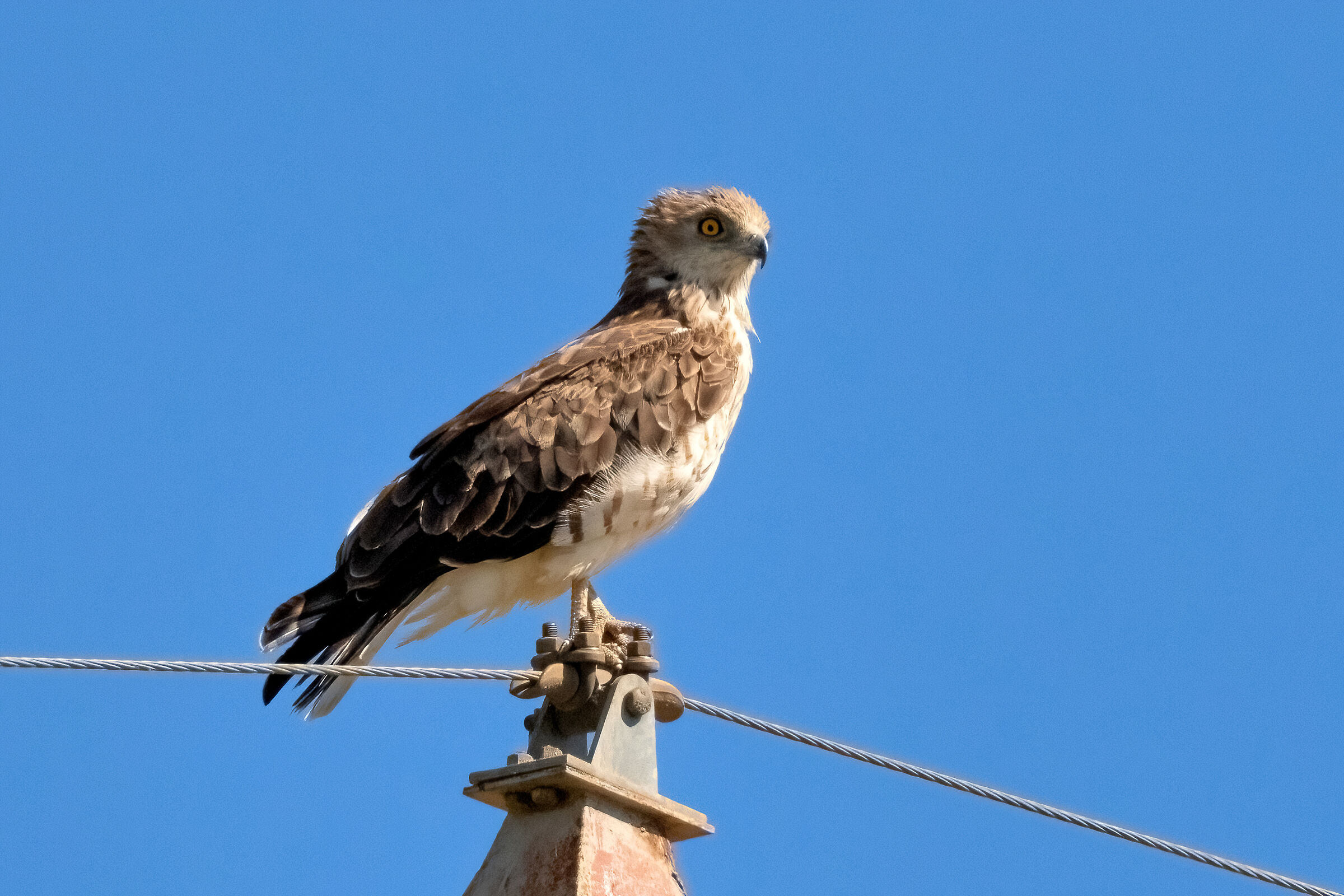 Biancone o Aquila dei serpenti (Circaetus gallicus)