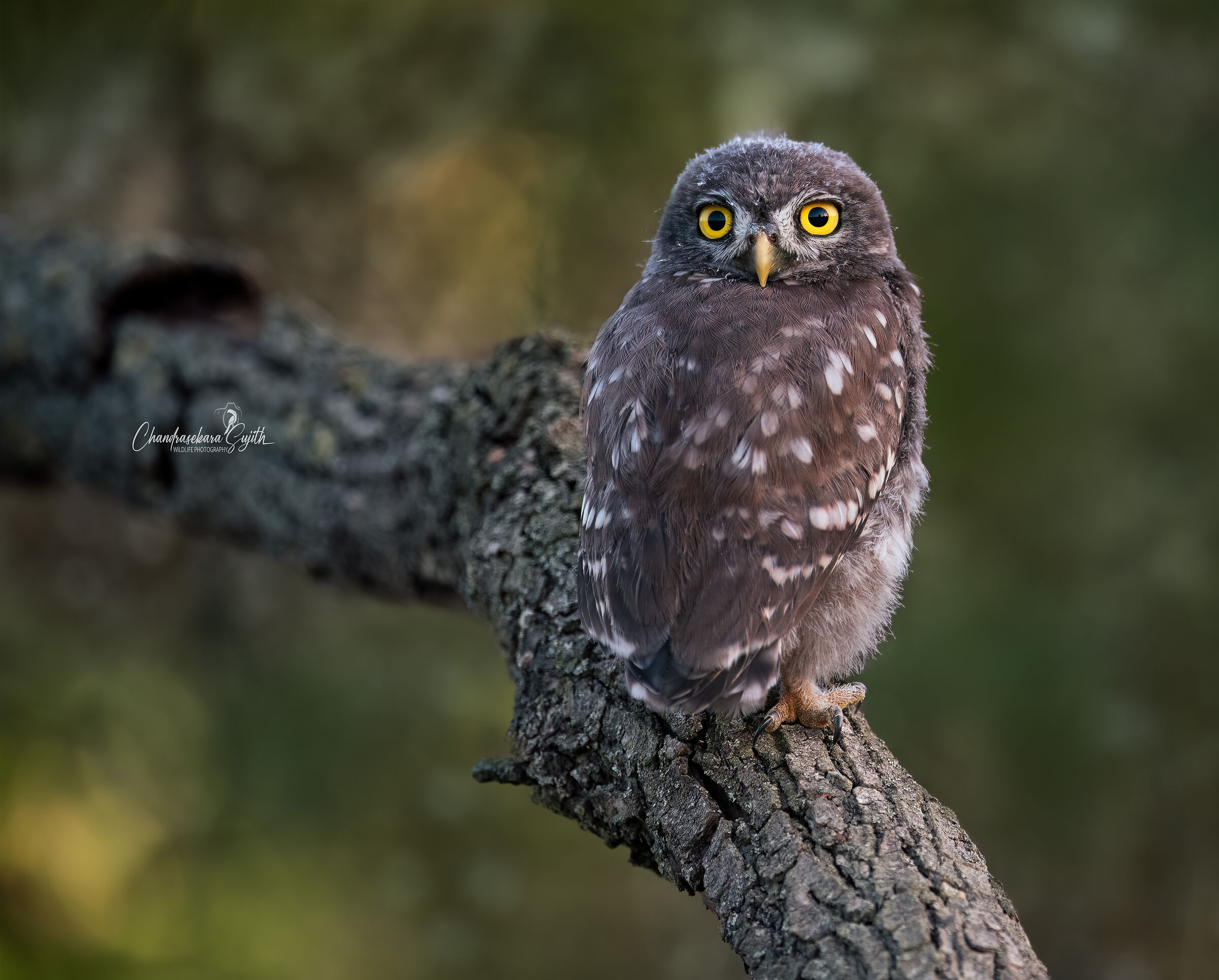 Young owl