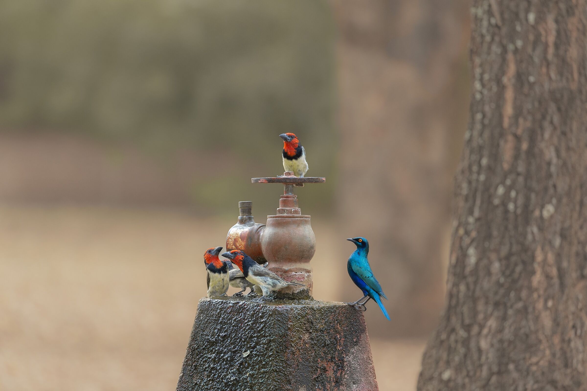 Quasi una composizione...floreale