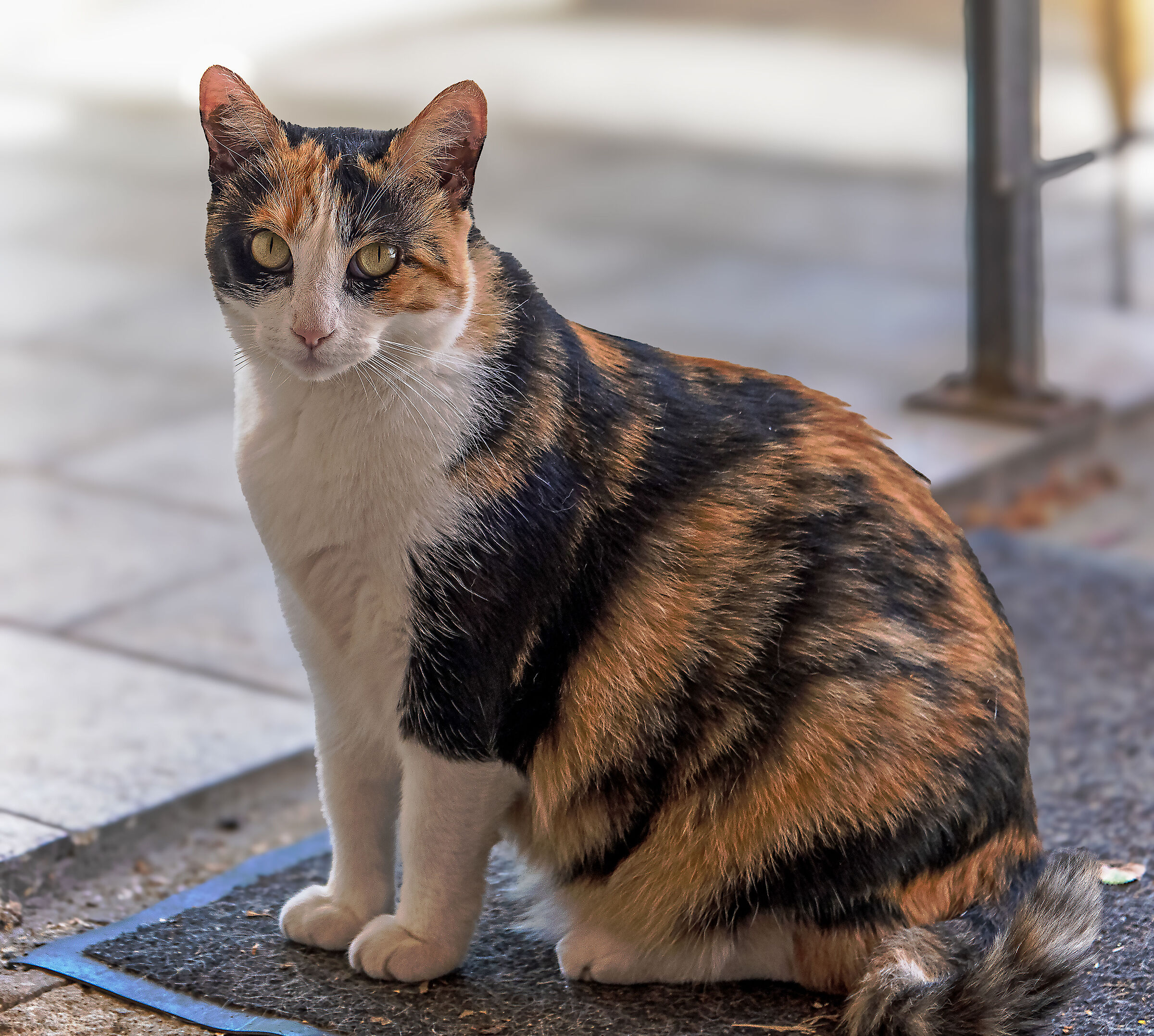 The cat