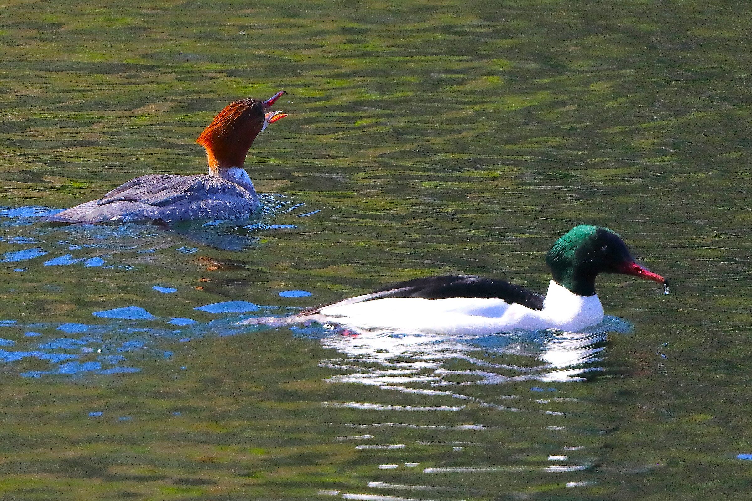 Smergo M&F 27 marzo 2025 - 0195