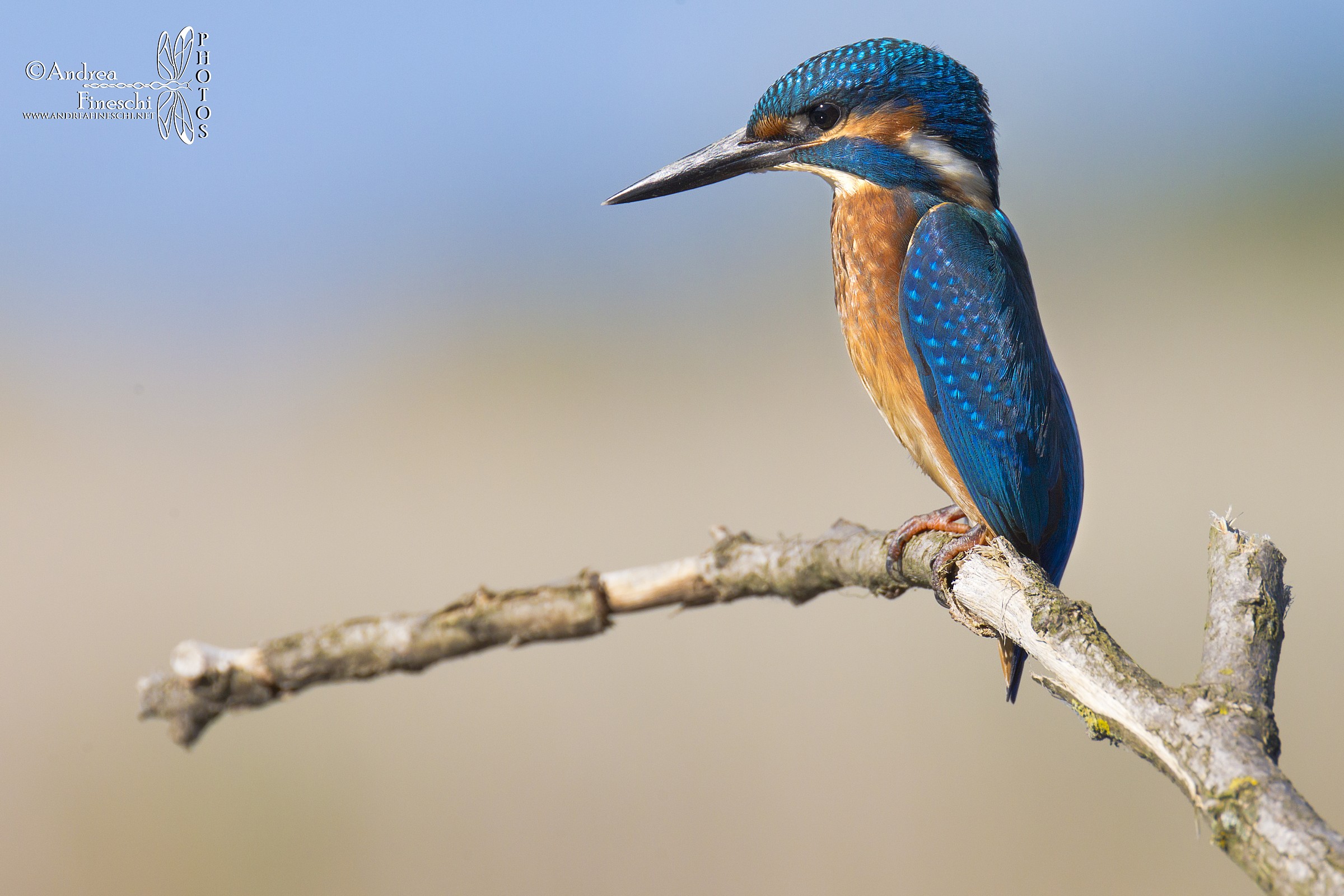 Il mio primo martino