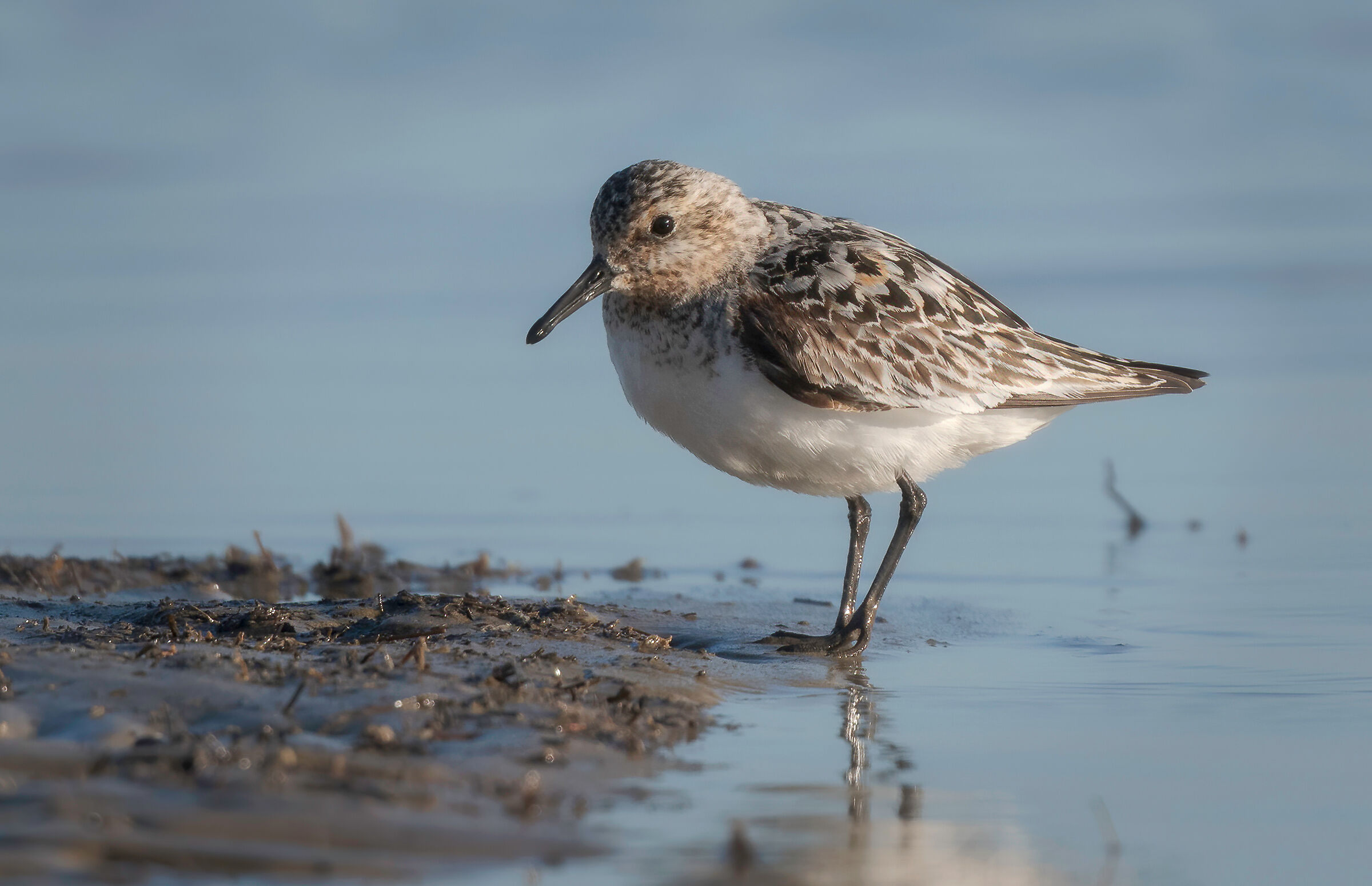 Three-toed sandpiper
