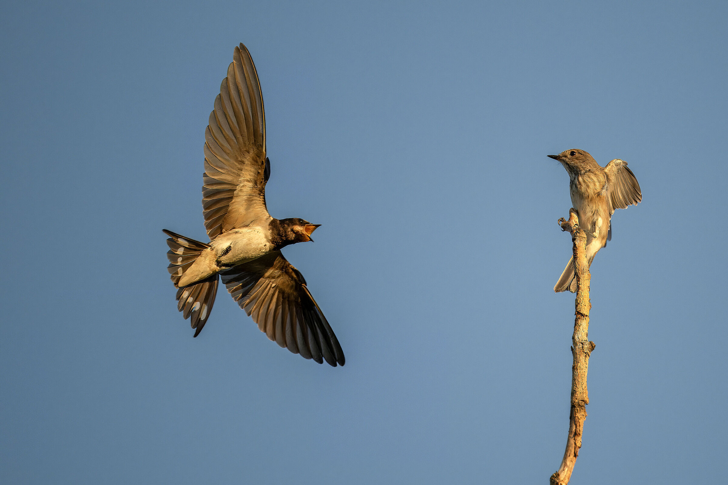 Swallow VS Flycatcher