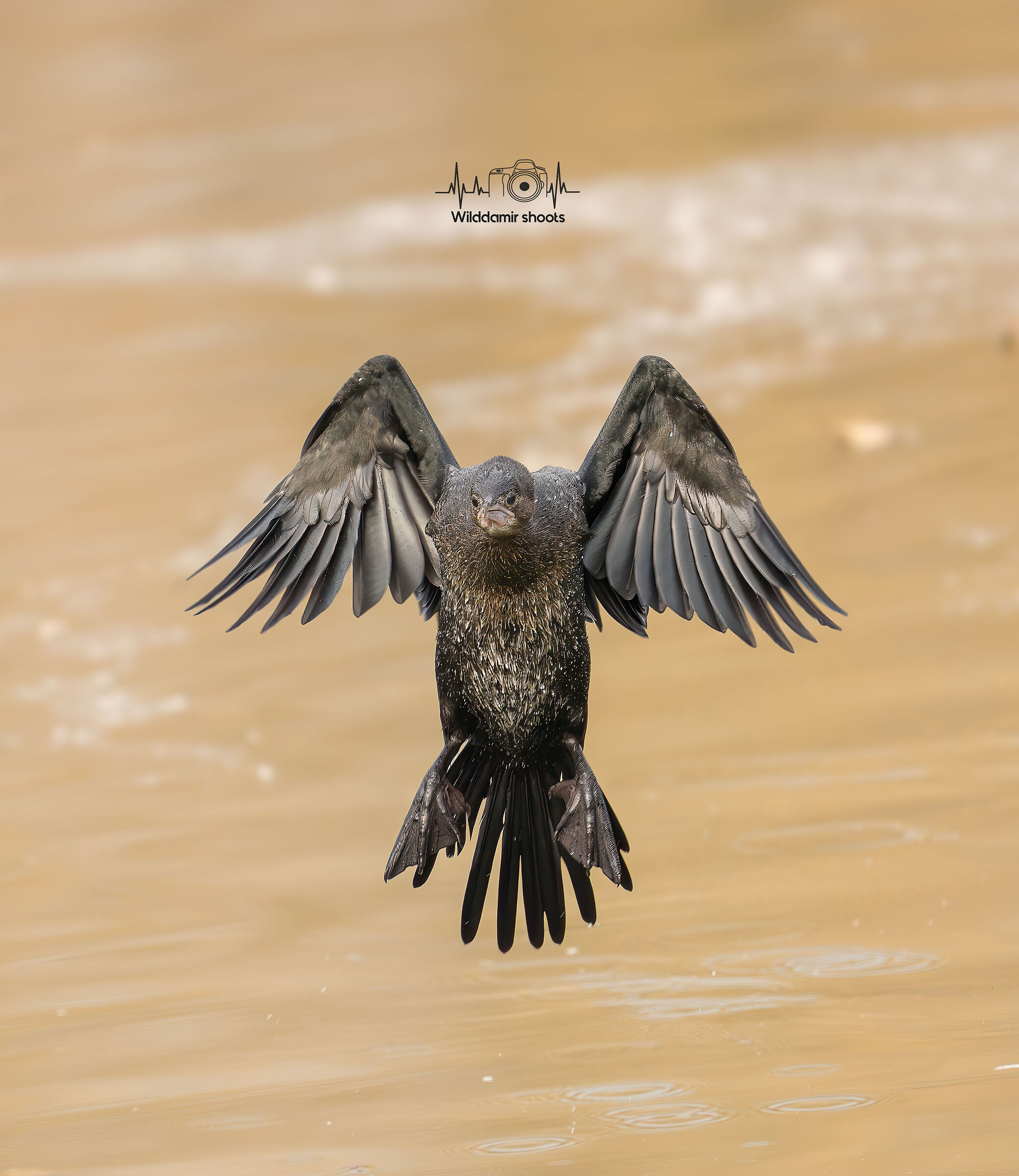Cormorant