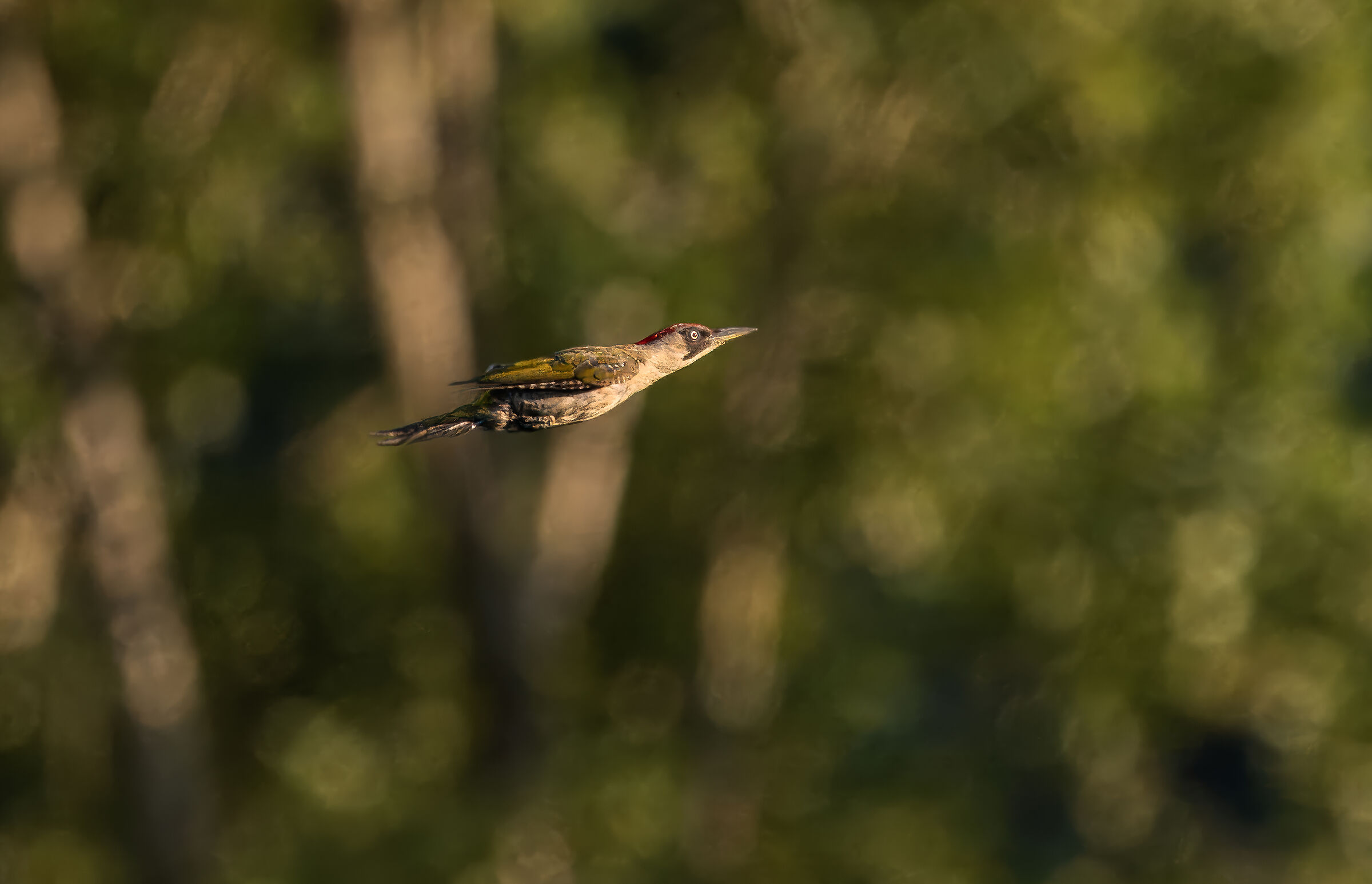 The flight of the green woodpecker