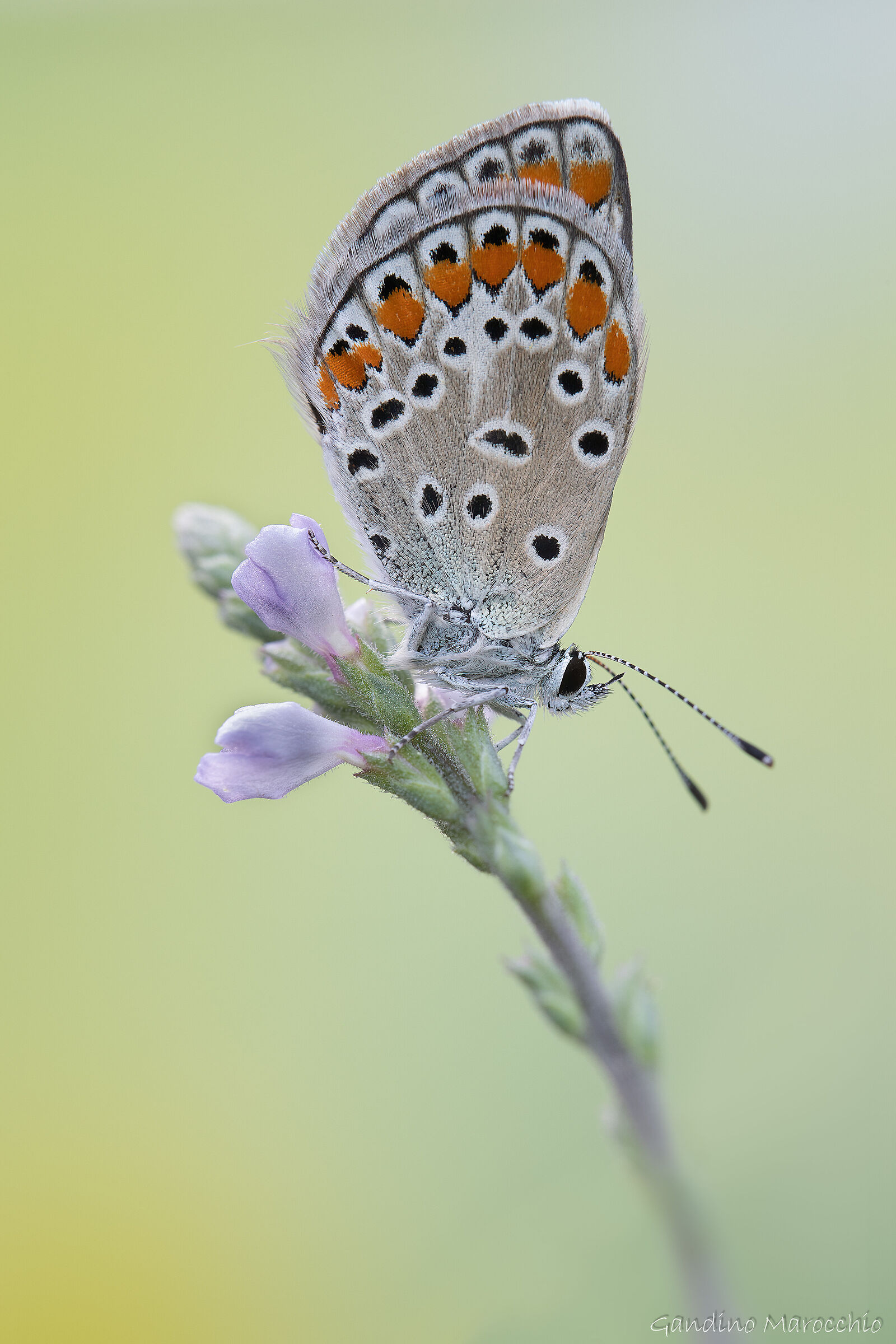 Polyommatus Escheri