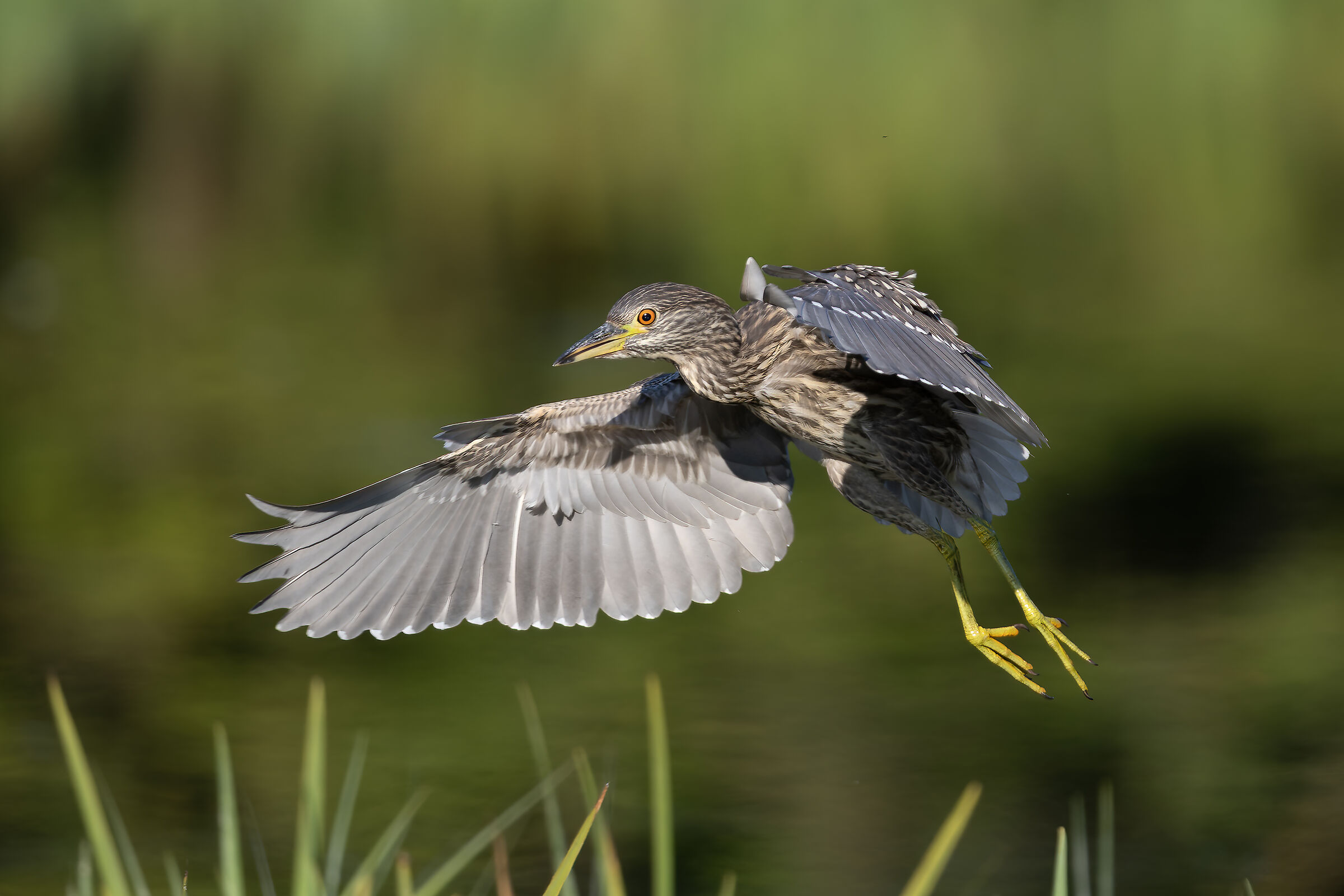 Night Heron - Valle Pesio - Piedmont