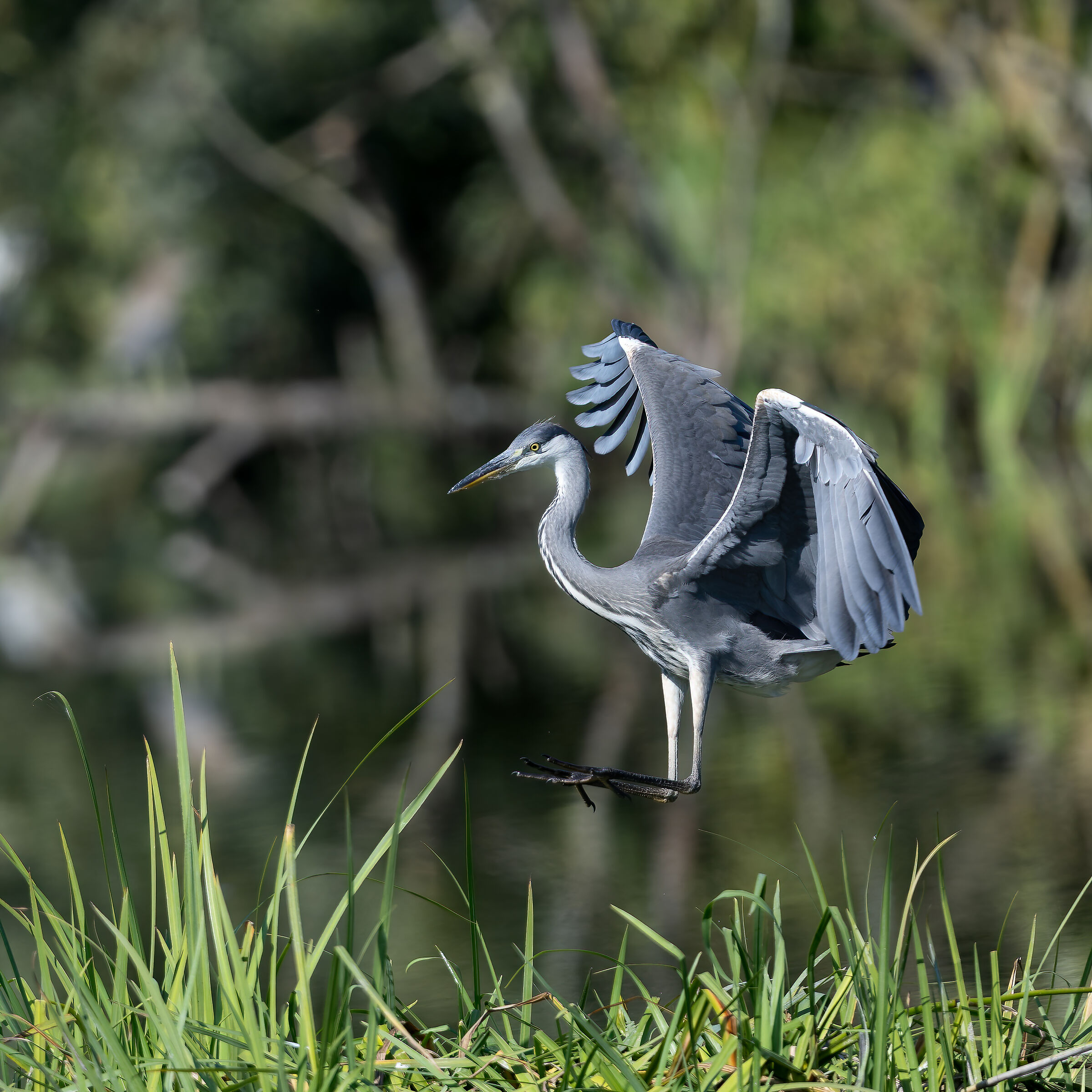 Grey Heron - Pesio Valley - Piedmont