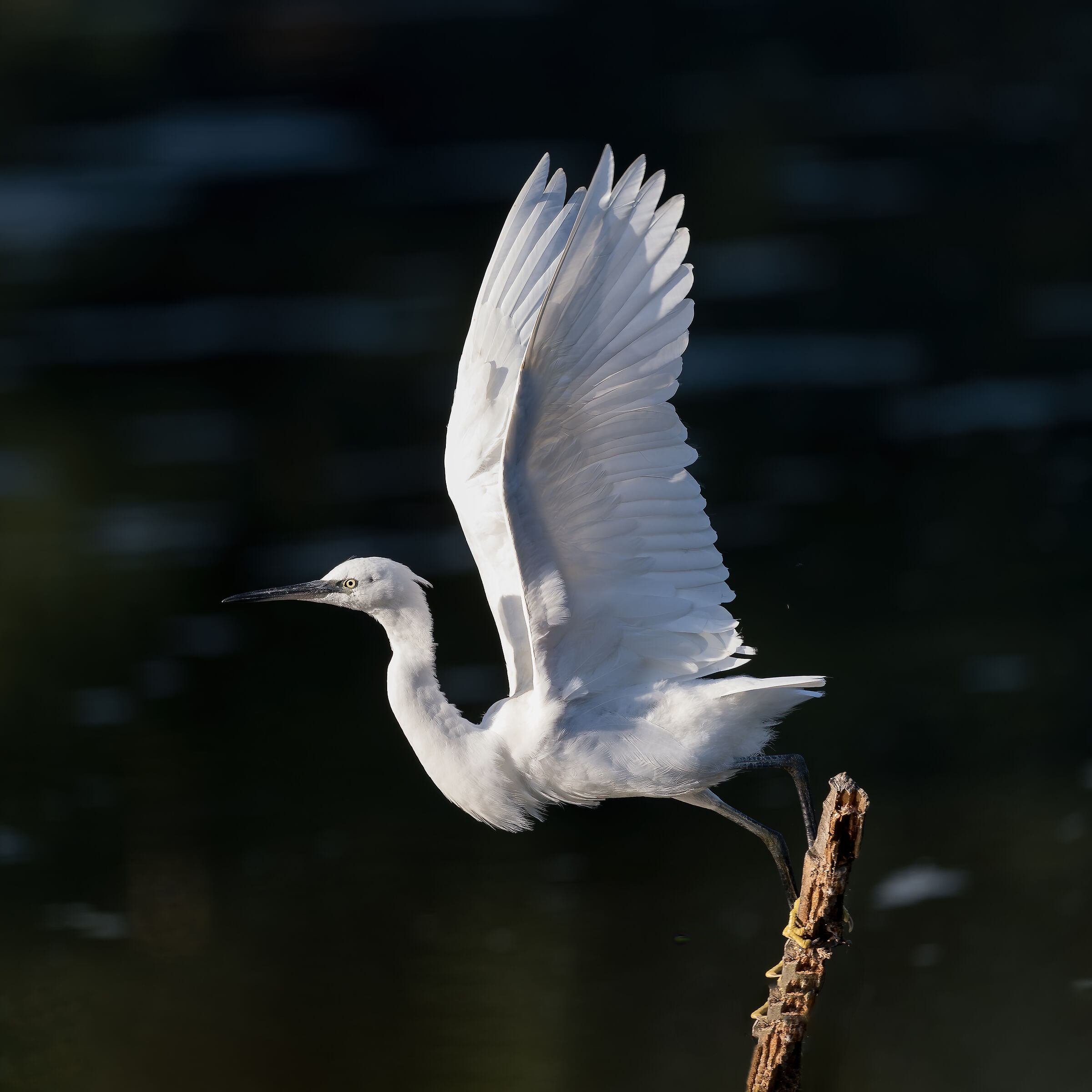 Little Sheep Farm - Valle Pesio - Piedmont