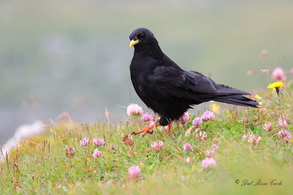 Alpine chough