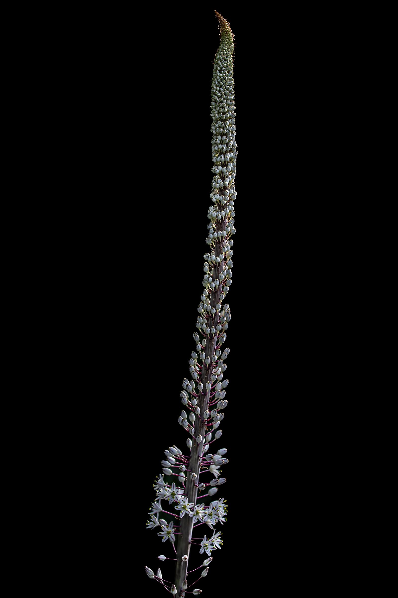 Asphodelo Montano del mio giardino