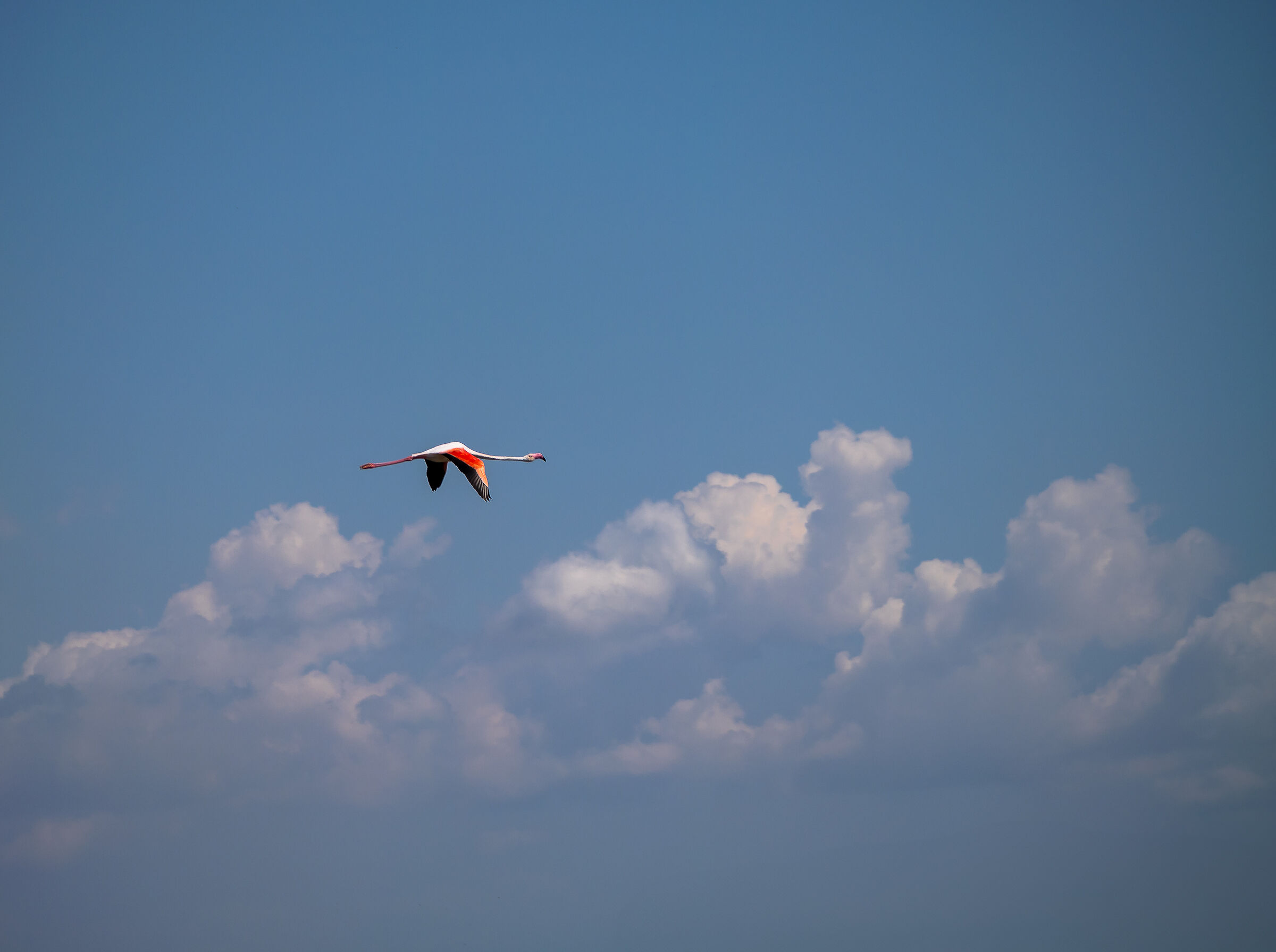 Flamingo...
