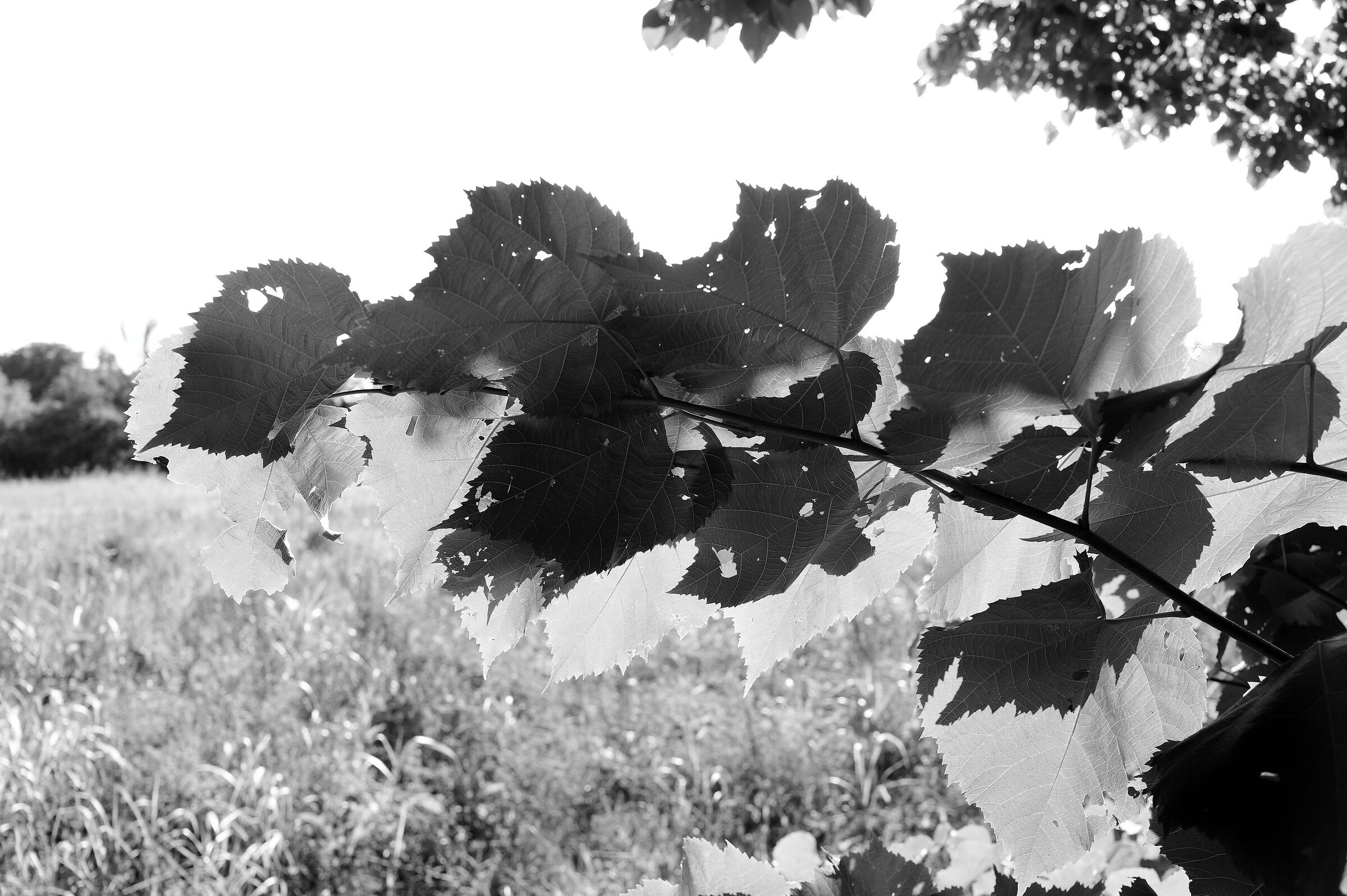 Leaves
