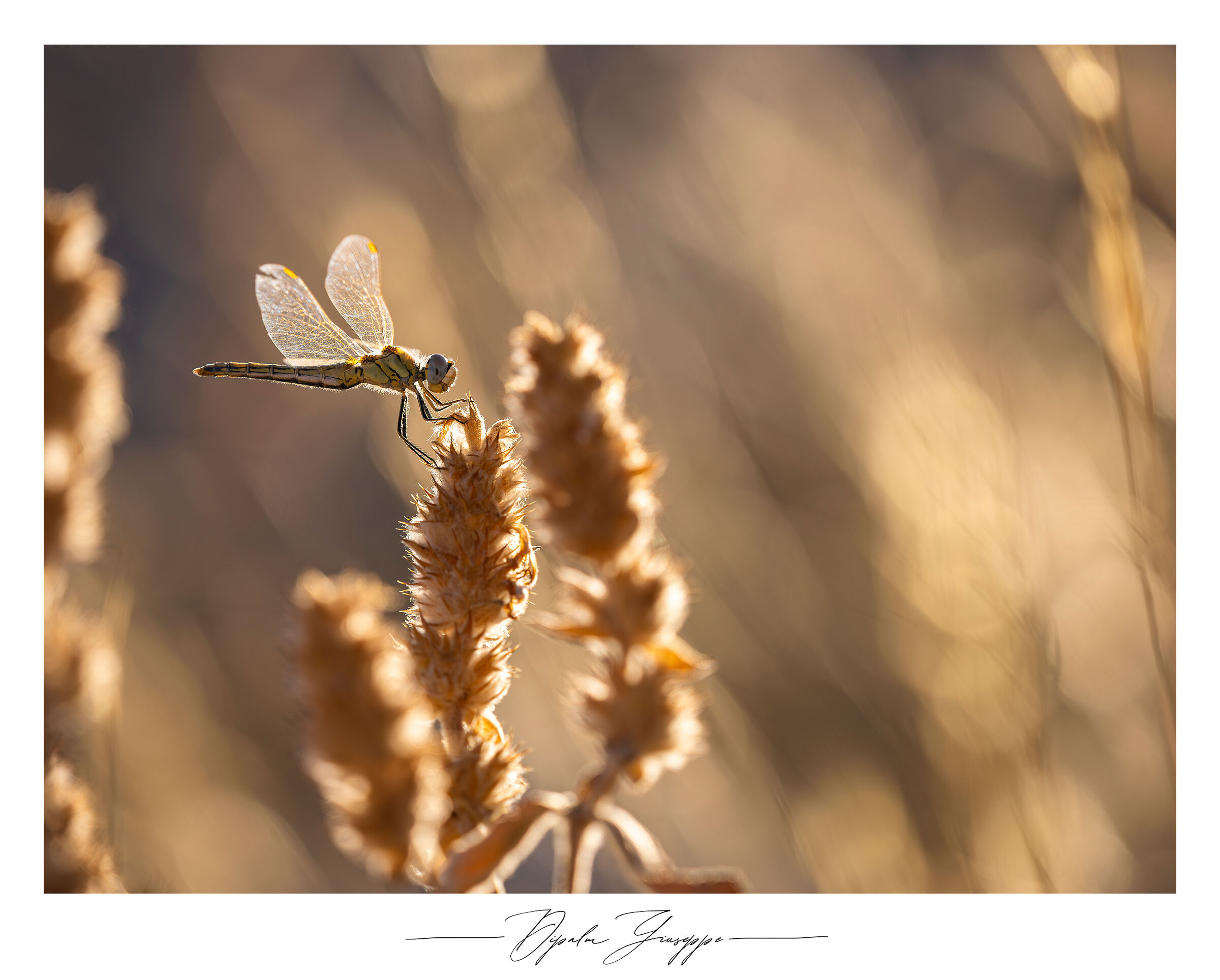 Sympetrum fonscolombii