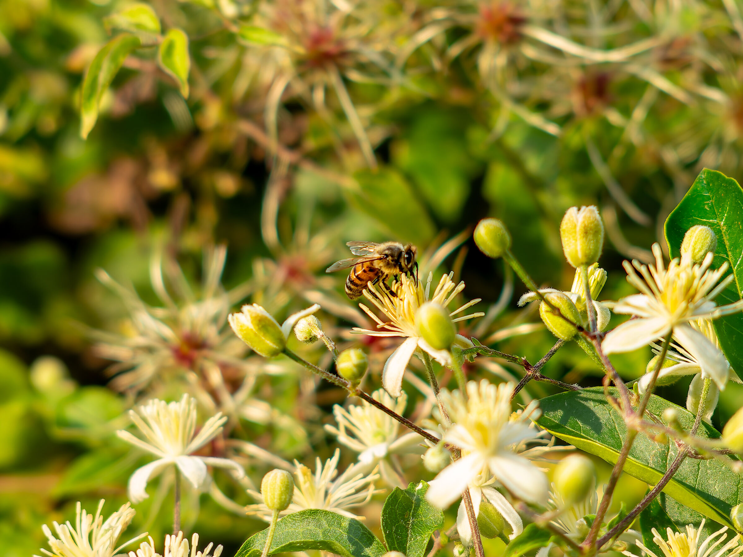 Ape salvezza del pianeta