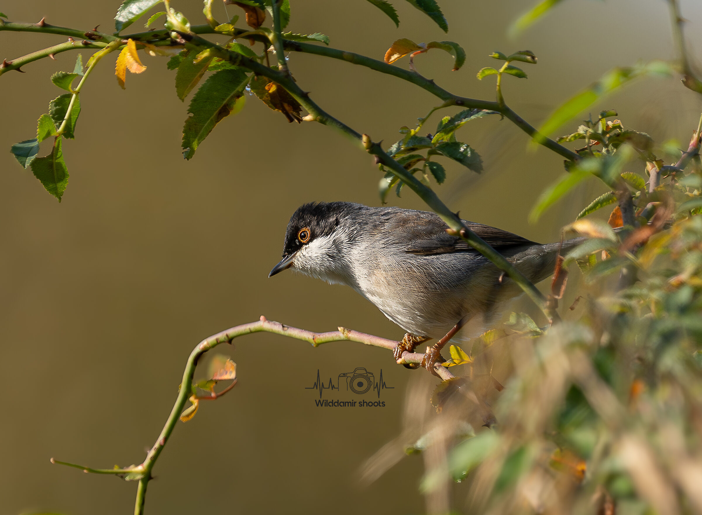 Sardinian warbler