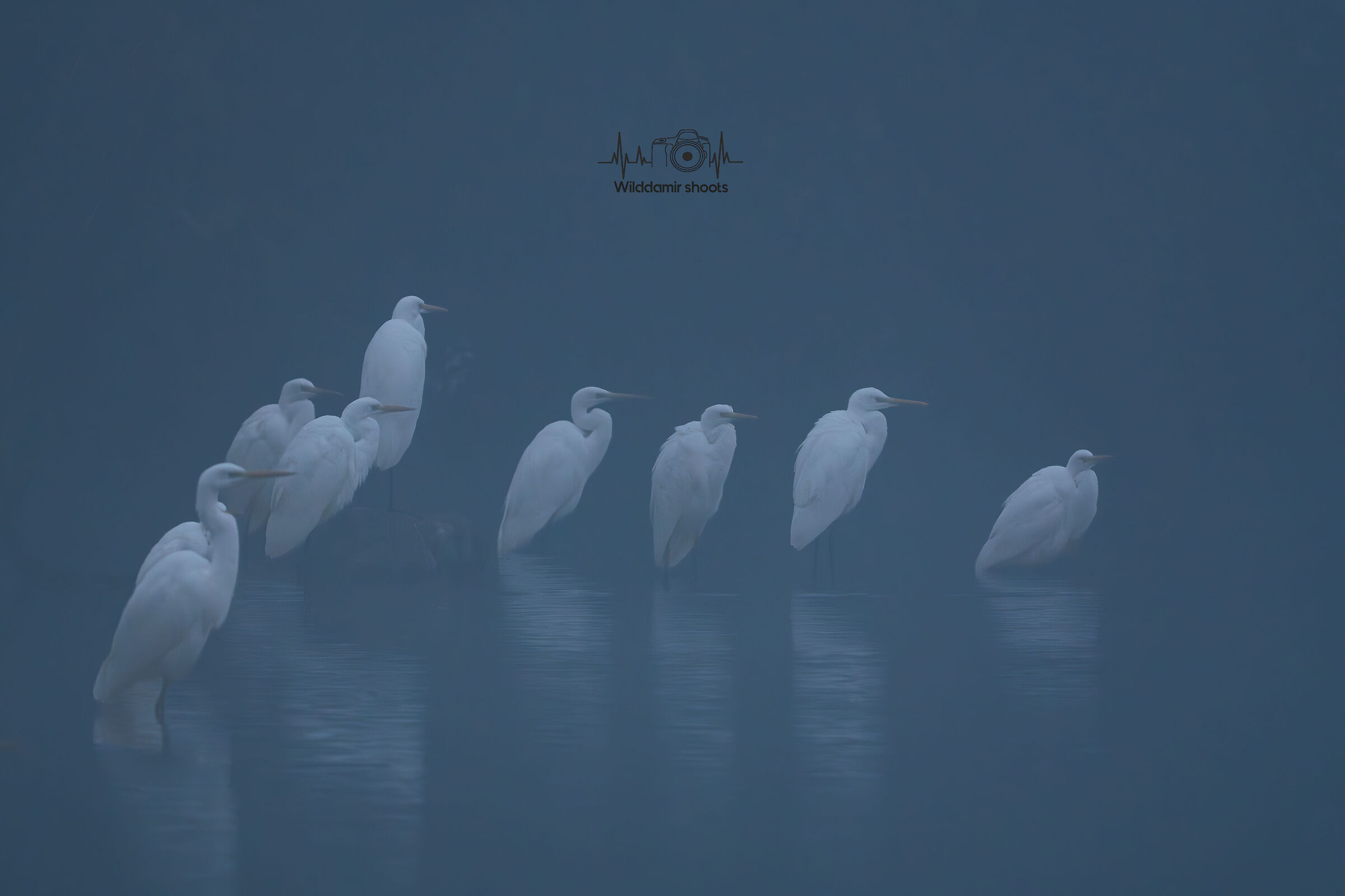 White herons in the mist