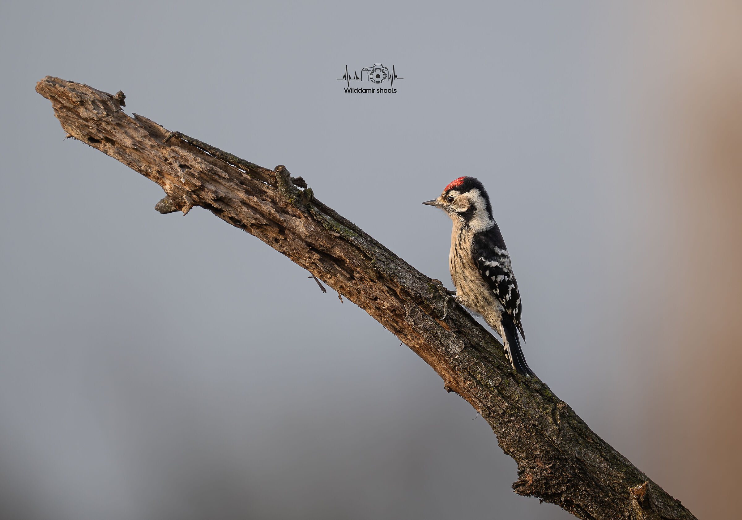 Lesser Spotted Woodpecker