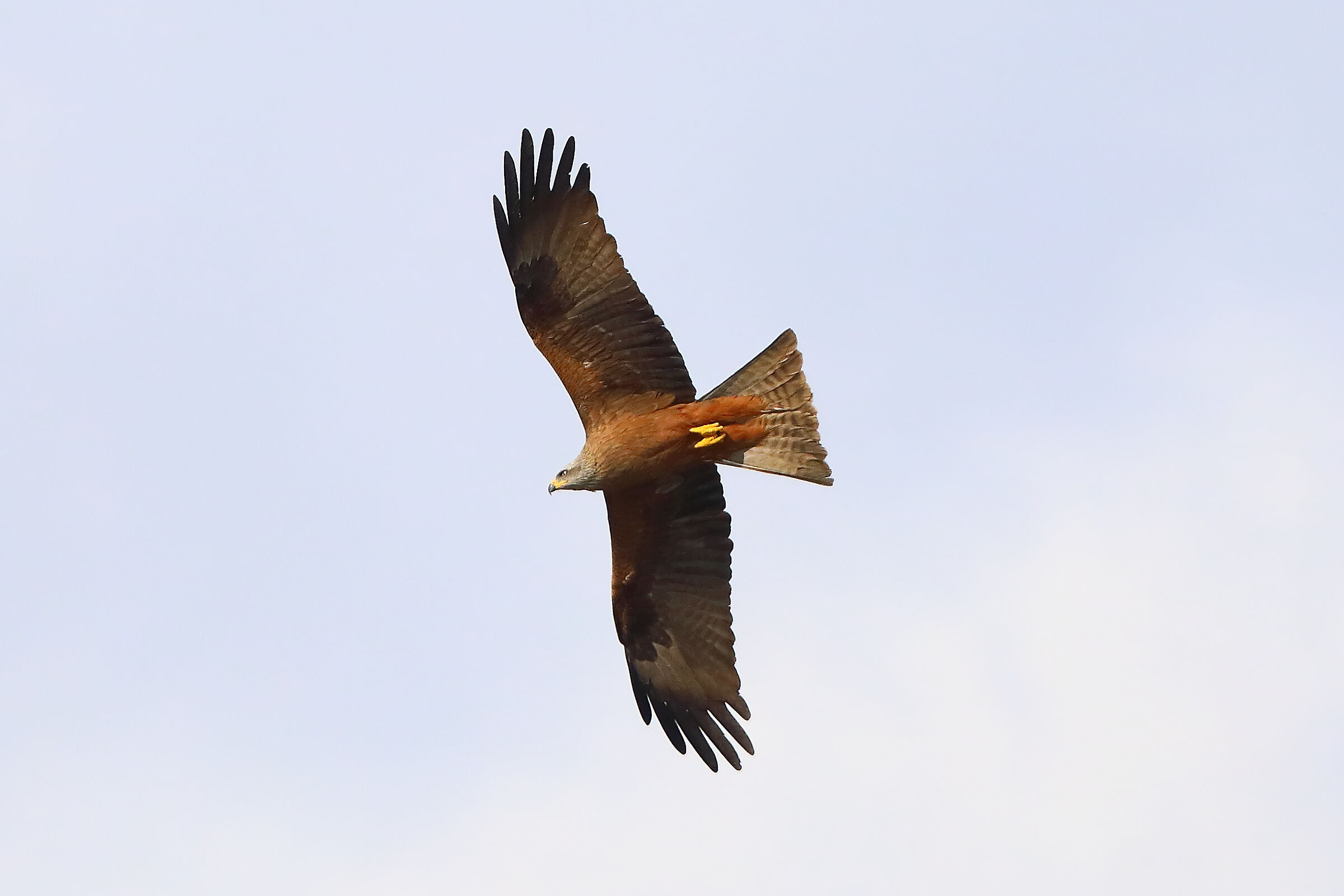 Nibbio bruno 29 marzo 2025 - 0202