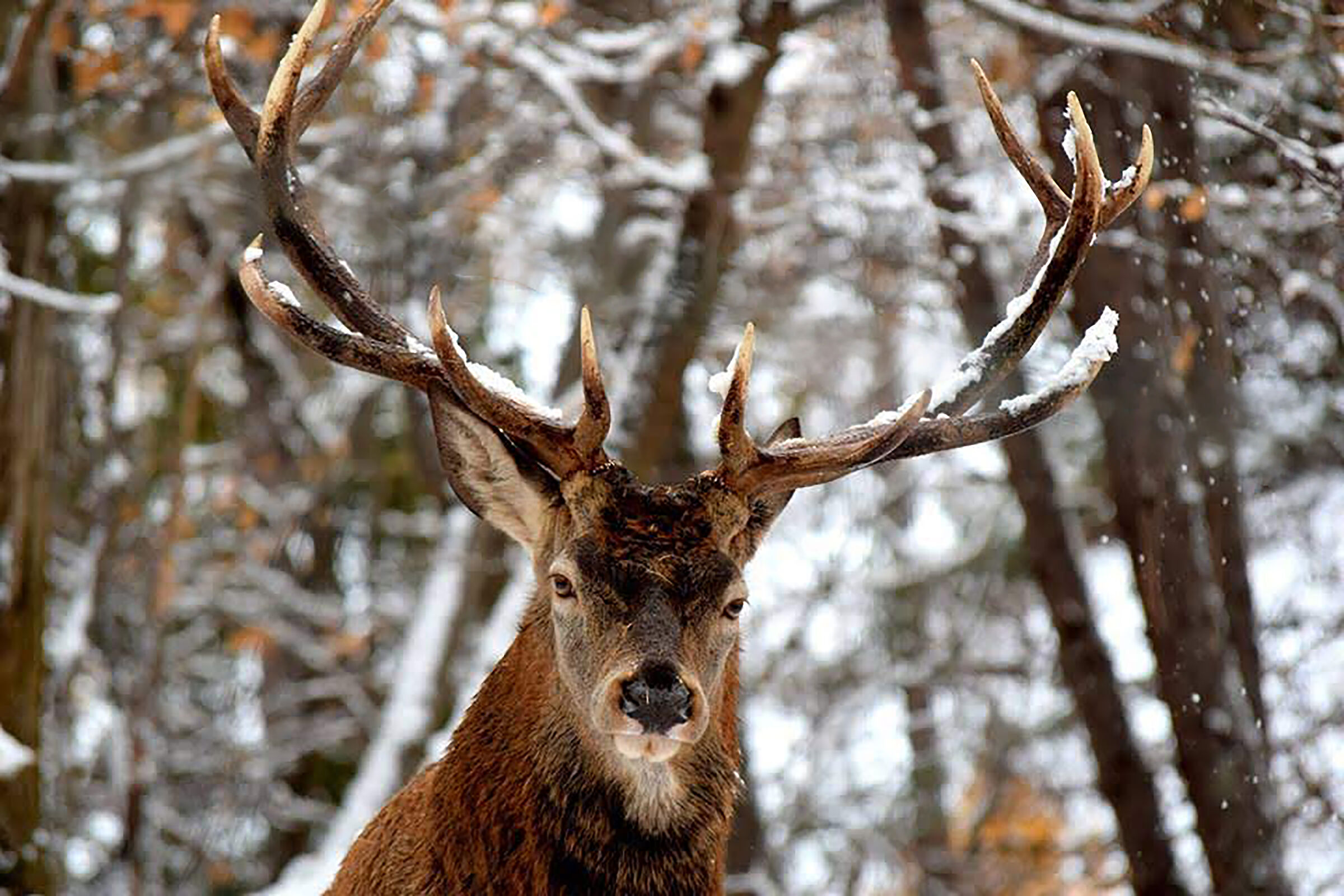 Deer