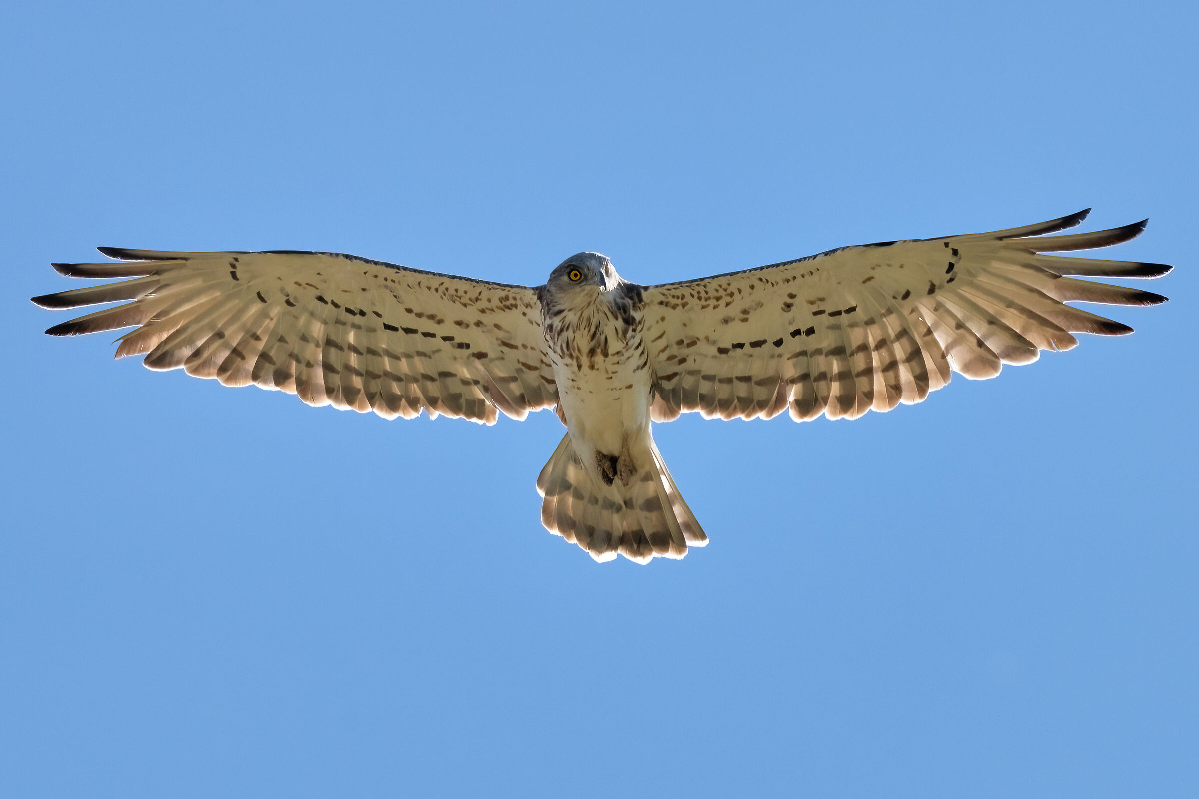 Uno sguardo inquietante  -Biancone (Circaetus gallicus)