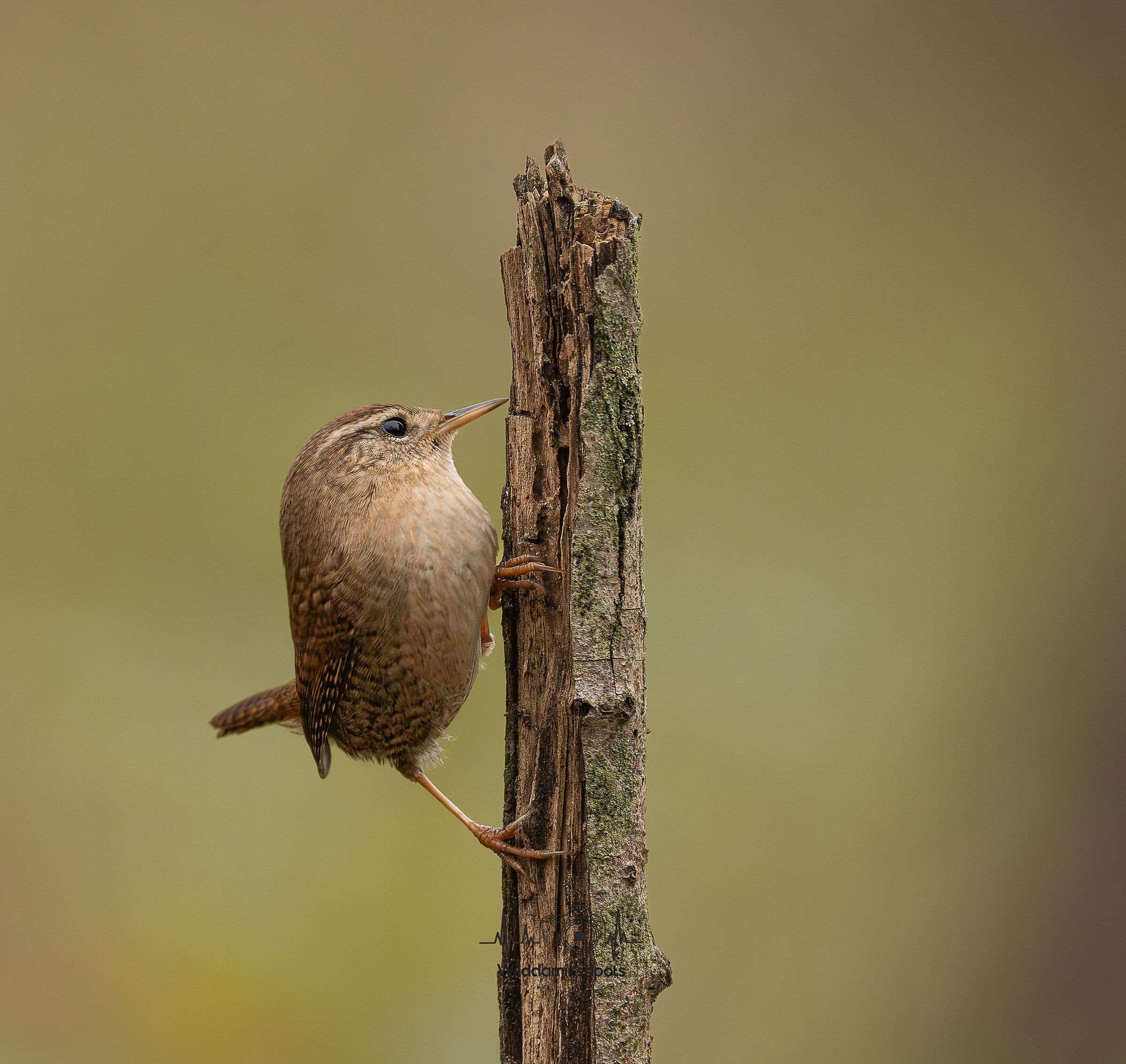 Wren