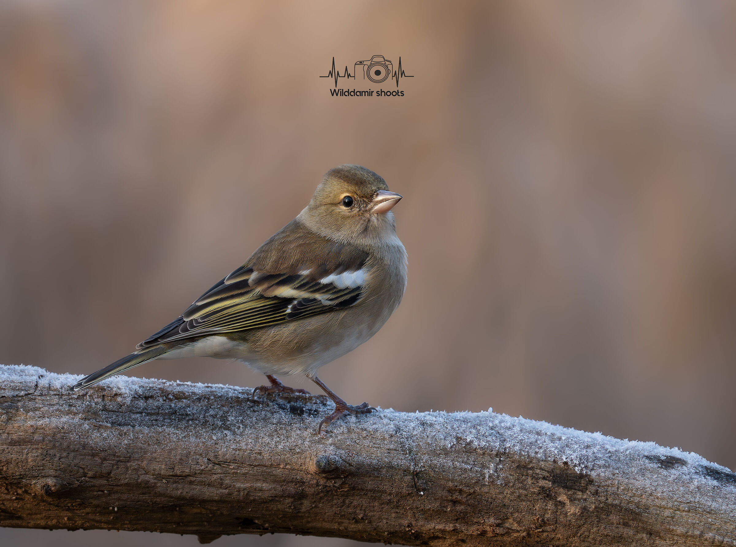 Chaffinch