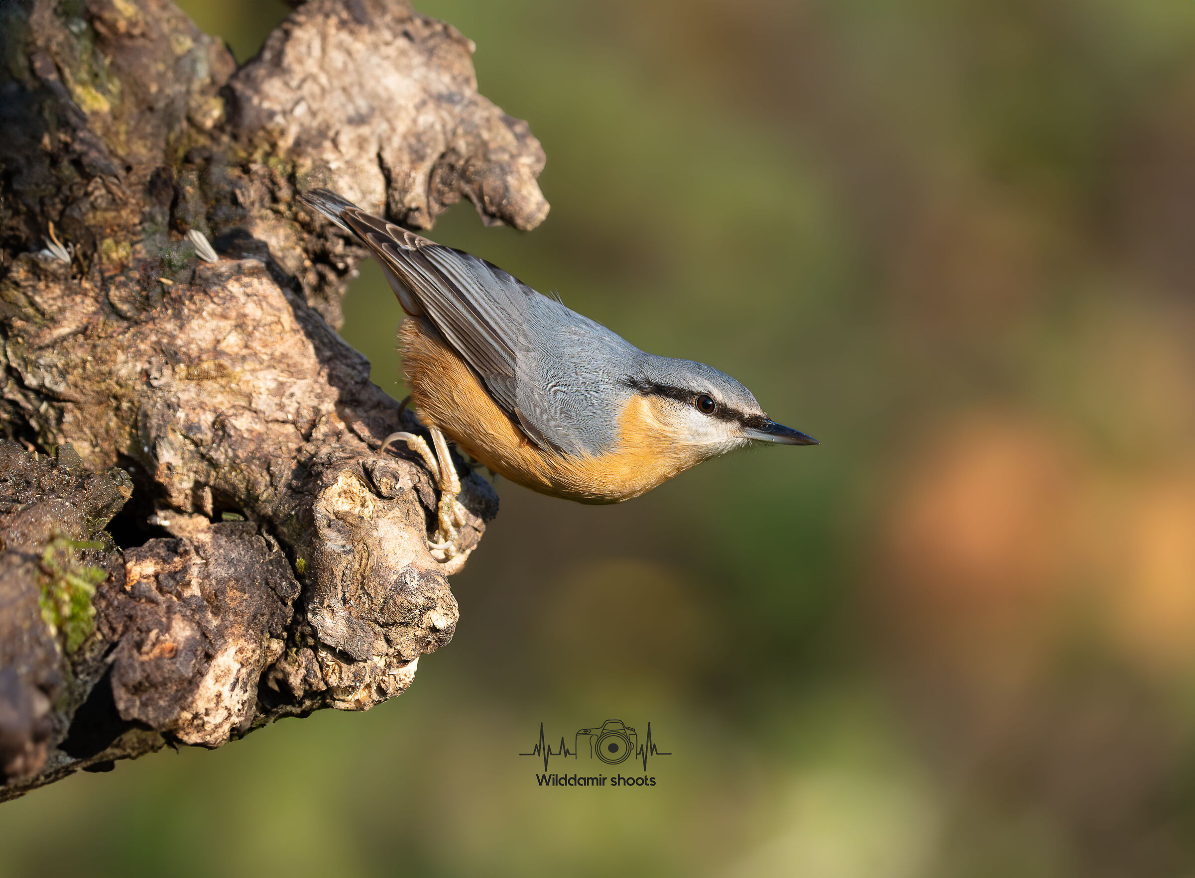 Wood nuthatch