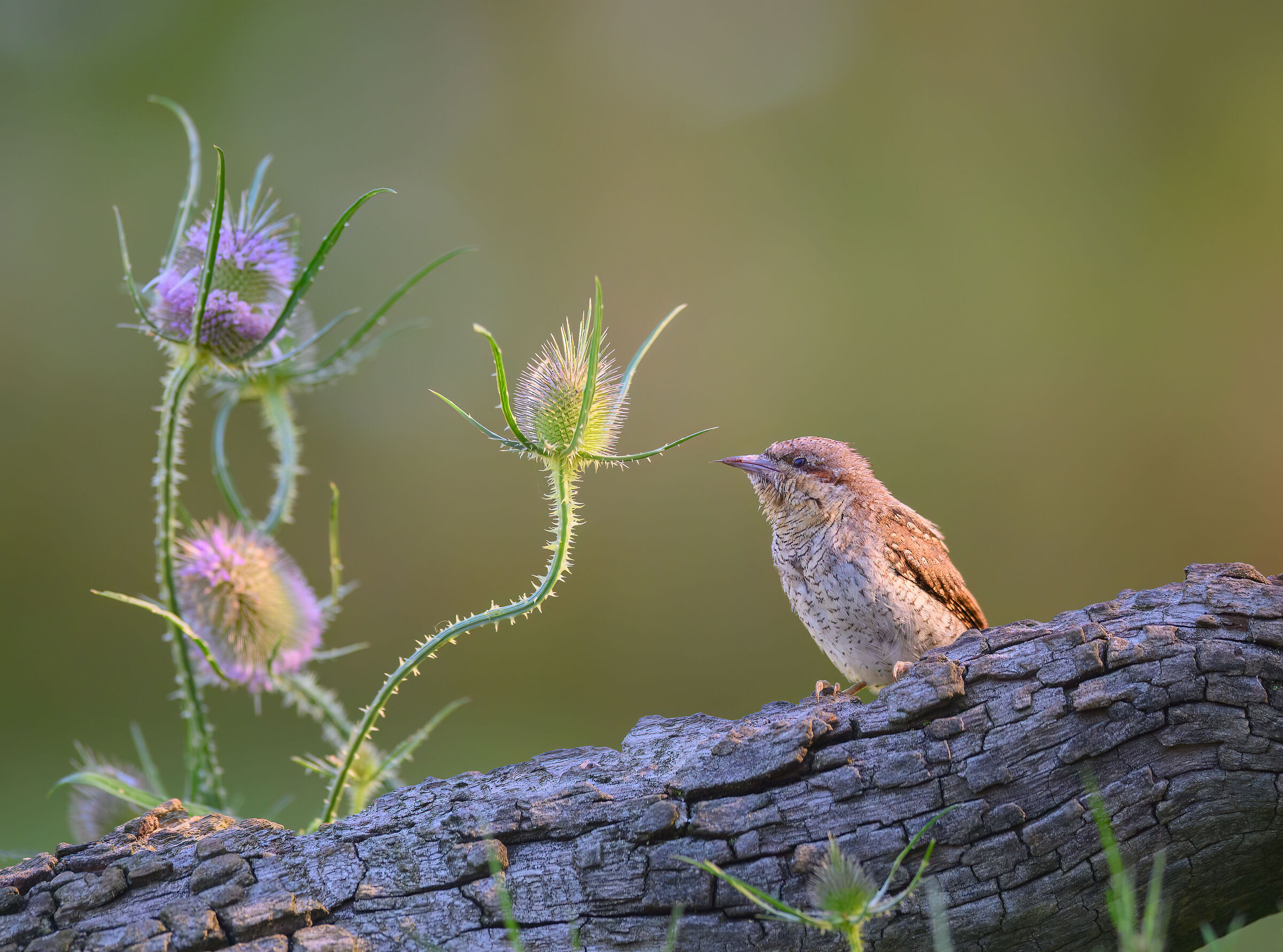 Wryneck