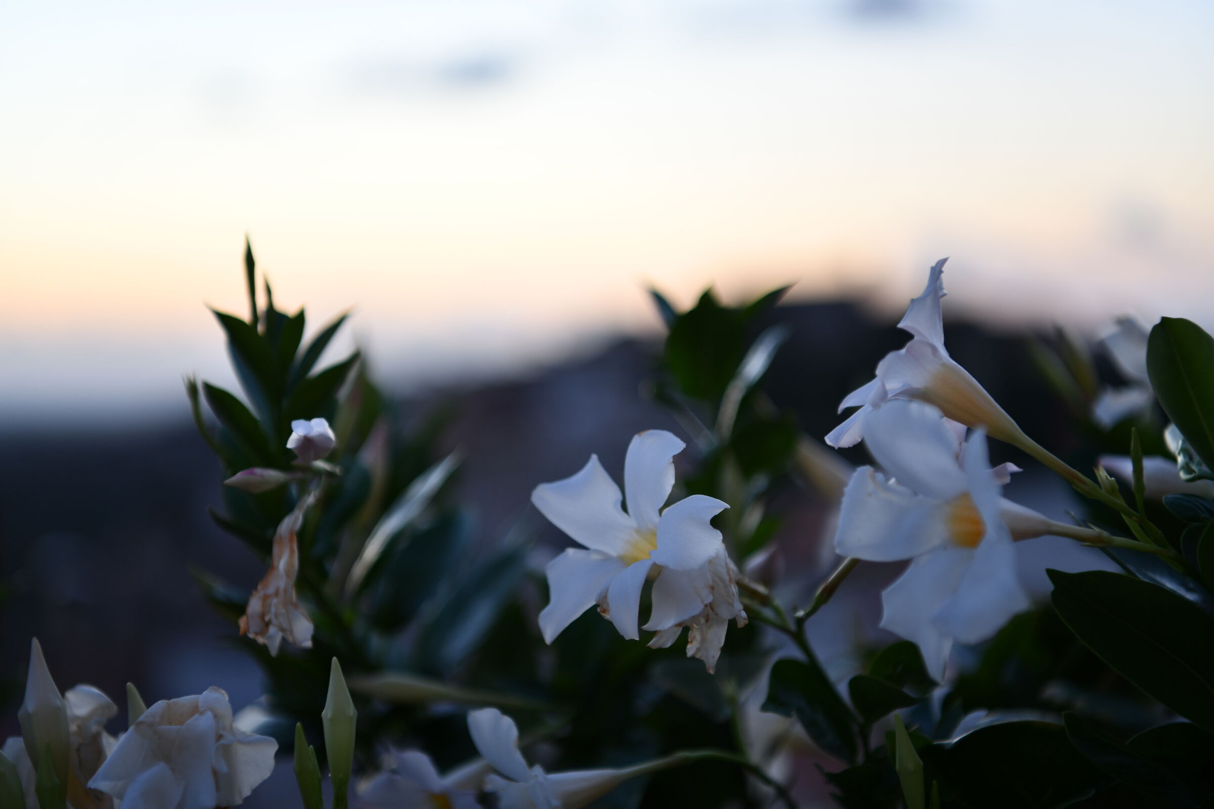 Fleurs
