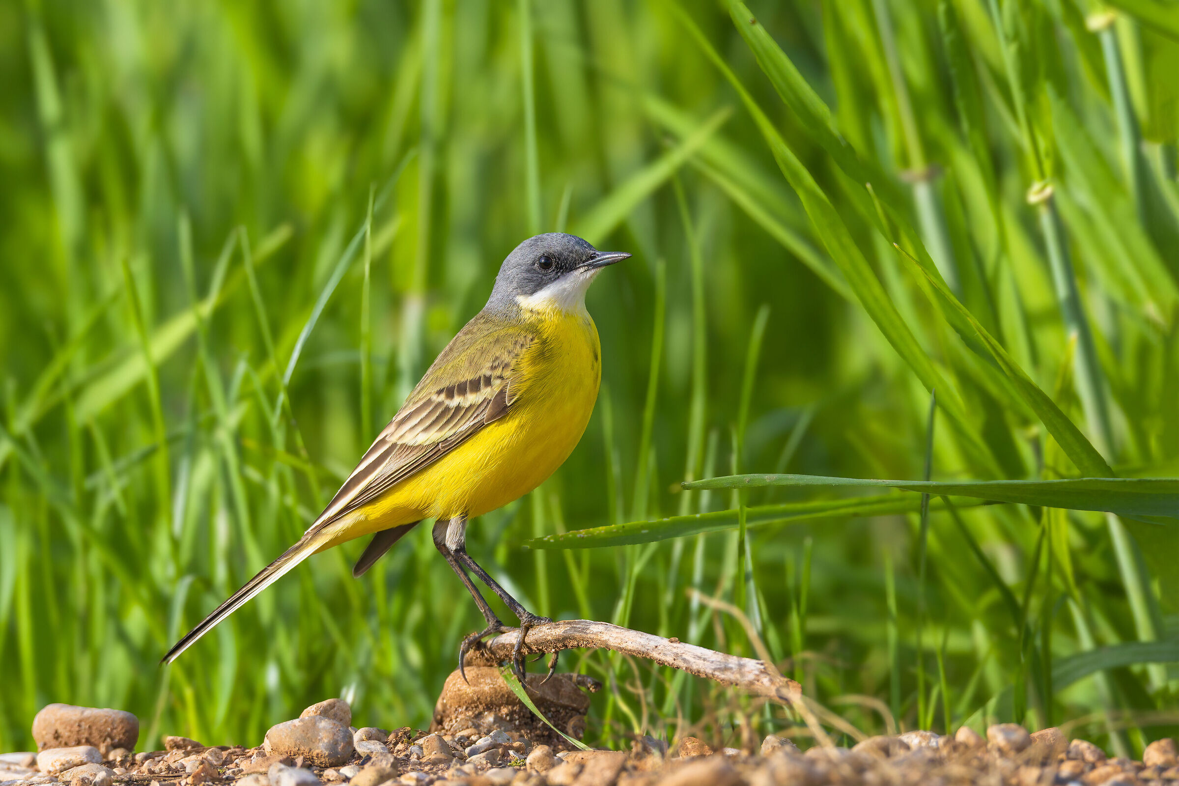 Wagtail on a small pedestal