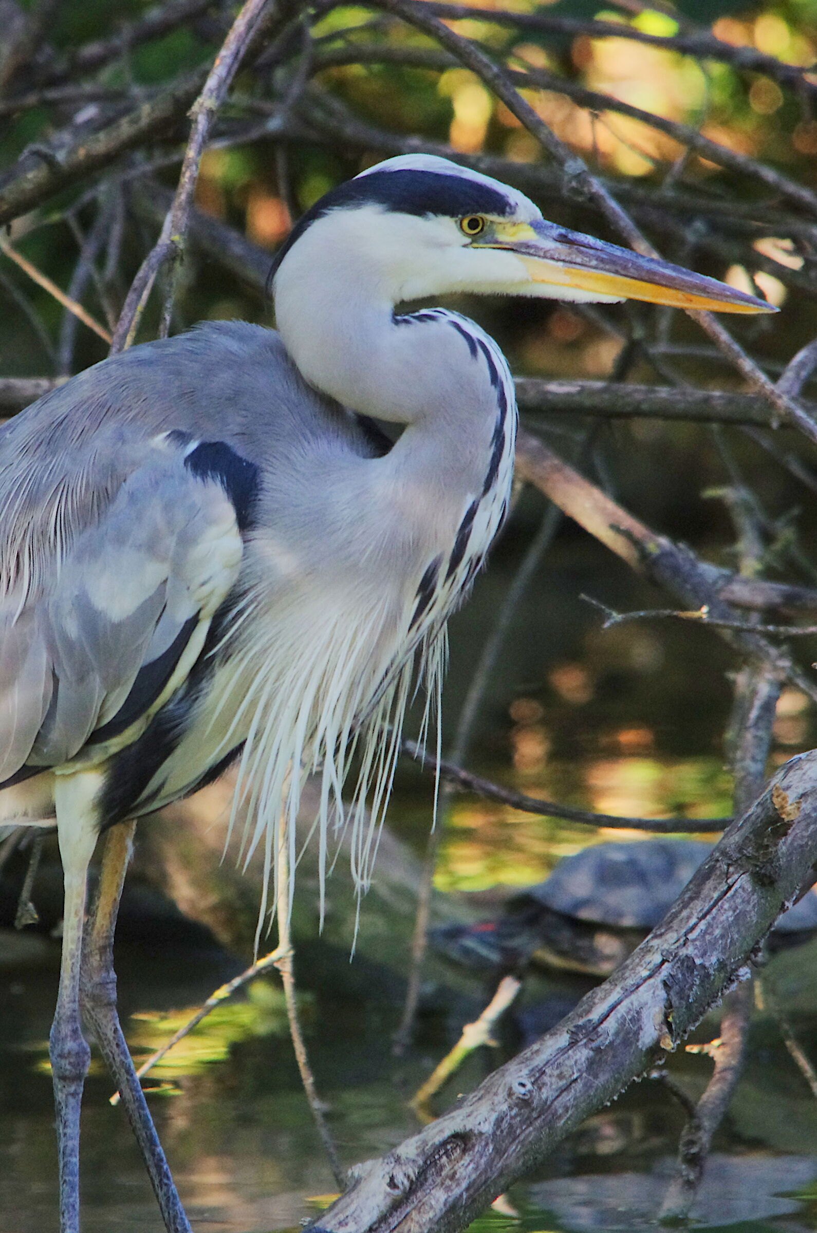 Grey heron